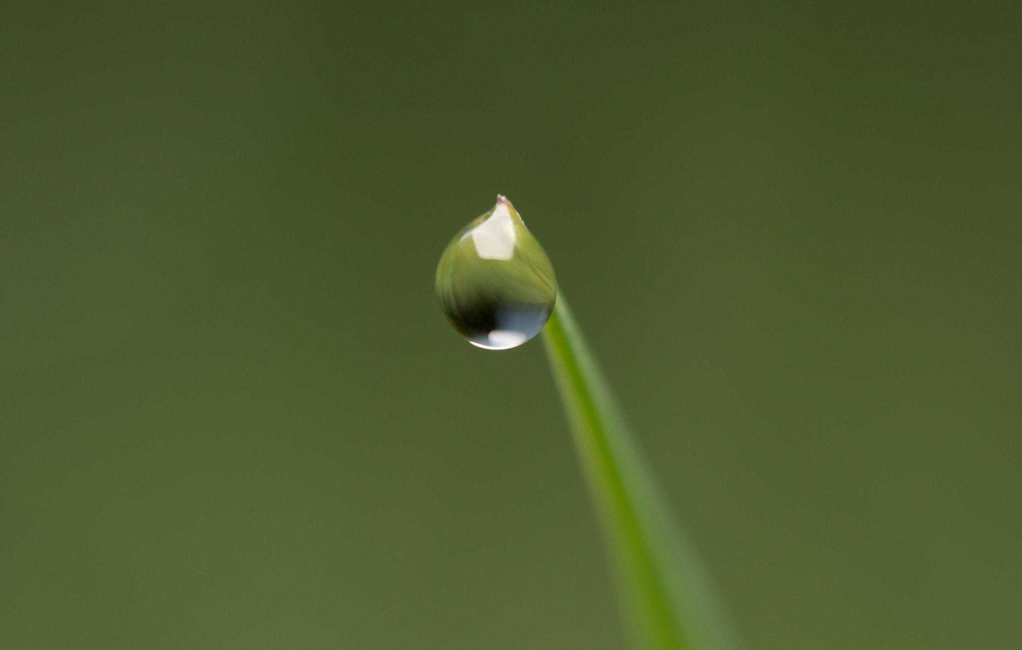 Panasonic Lumix DMC-GH4 + Olympus M.Zuiko Digital ED 60mm F2.8 Macro sample photo. Tiny drop closeup  photography