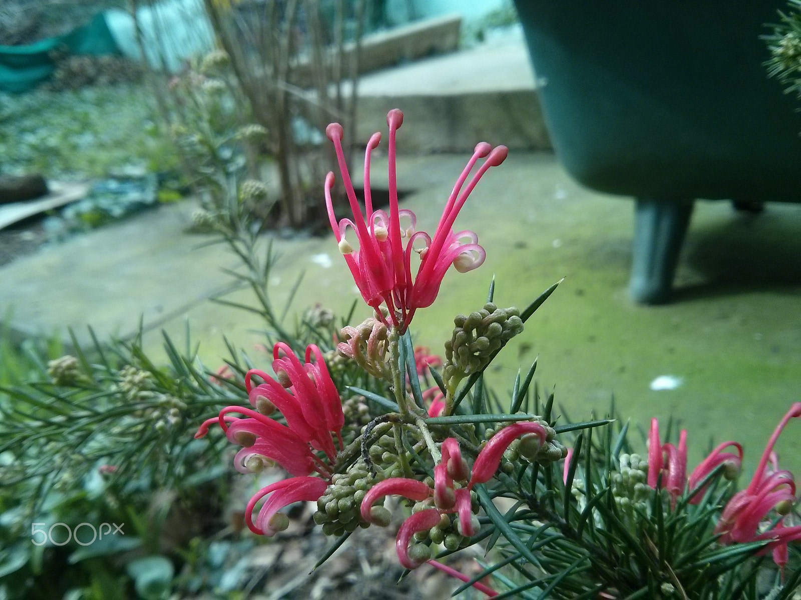LG Nexus 4 sample photo. Bahçe photography