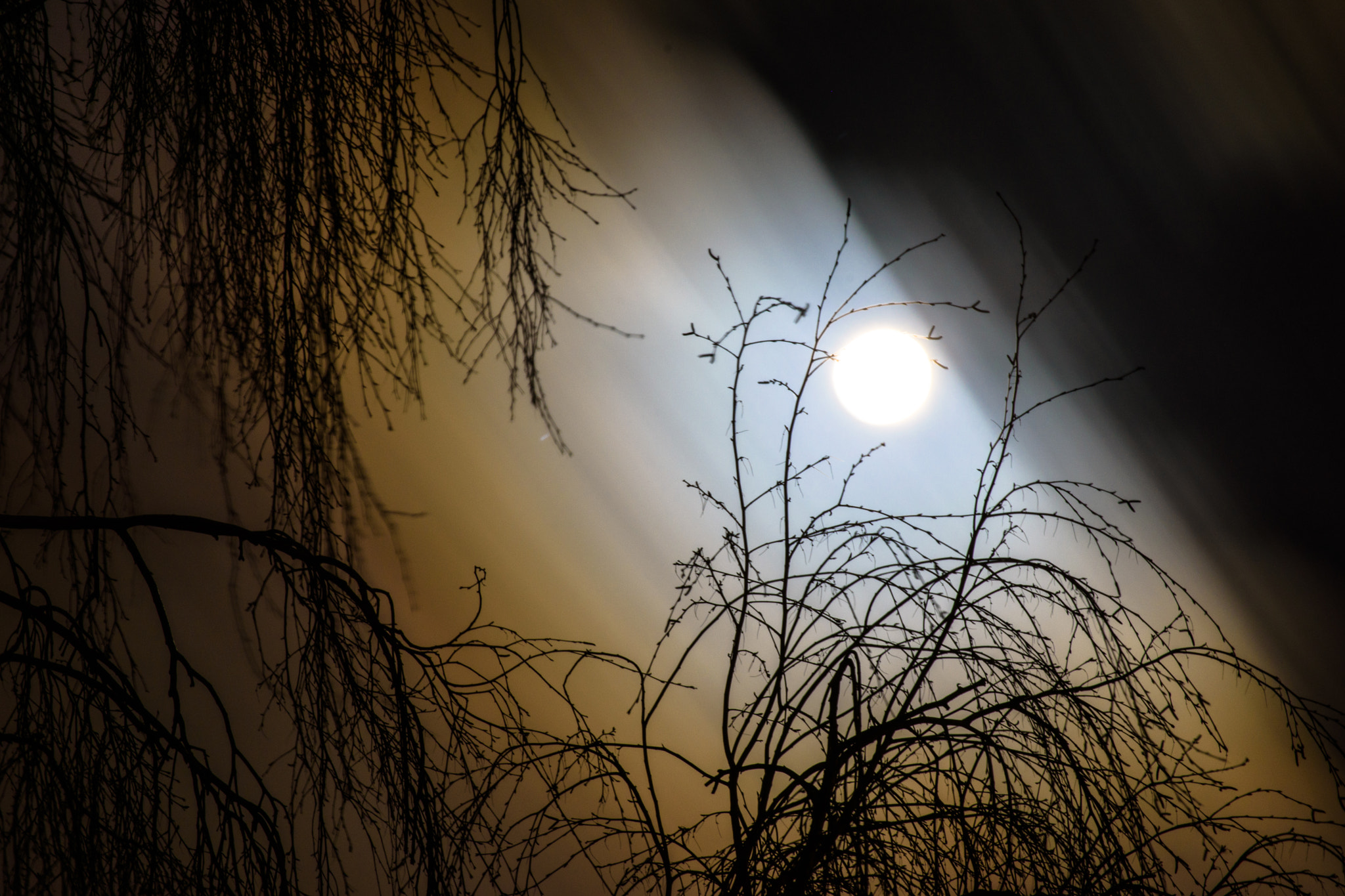 Nikon D5500 sample photo. Baum im vollmond photography