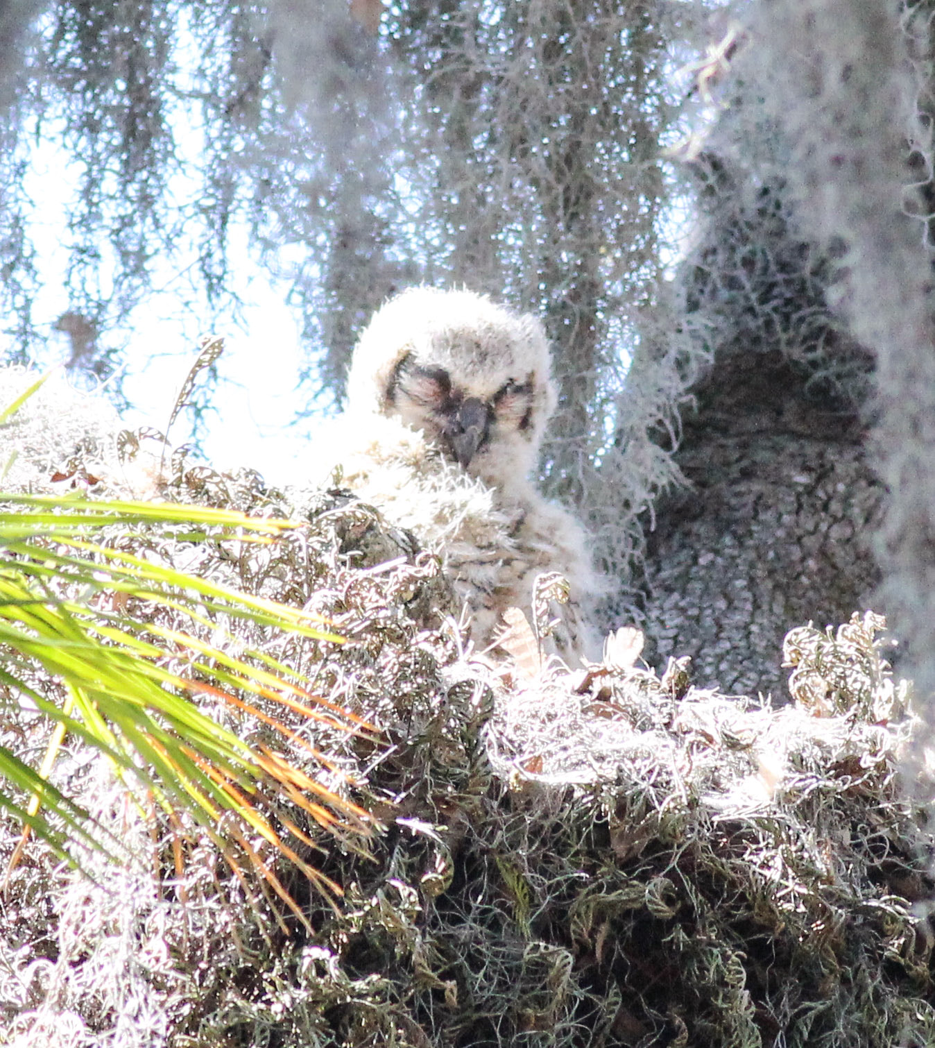 Canon EOS 600D (Rebel EOS T3i / EOS Kiss X5) + Canon EF 400mm F5.6L USM sample photo. Sleepy owlet photography