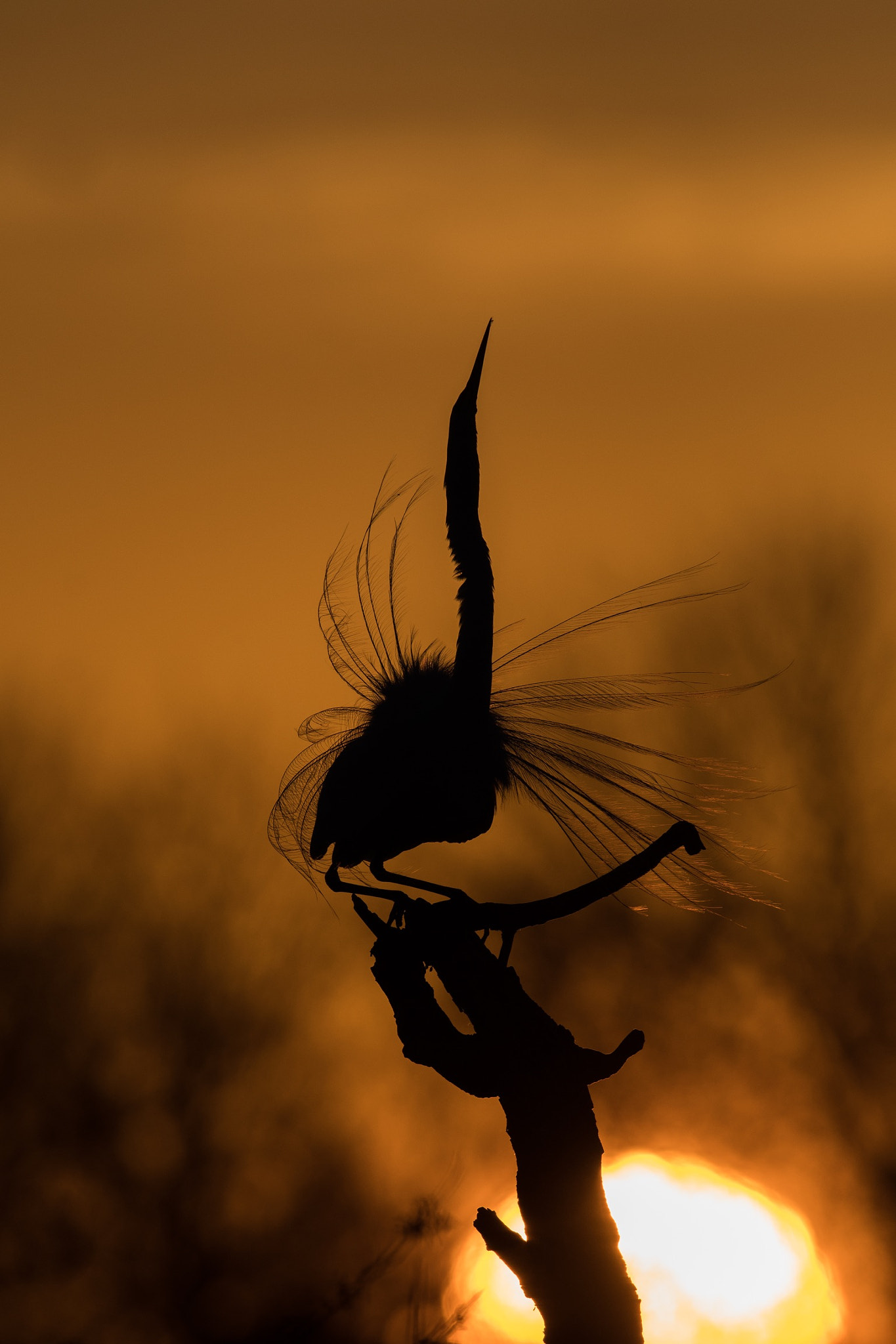 Nikon AF-S Nikkor 600mm F4G ED VR sample photo. Great egret on sunrise in texas photography