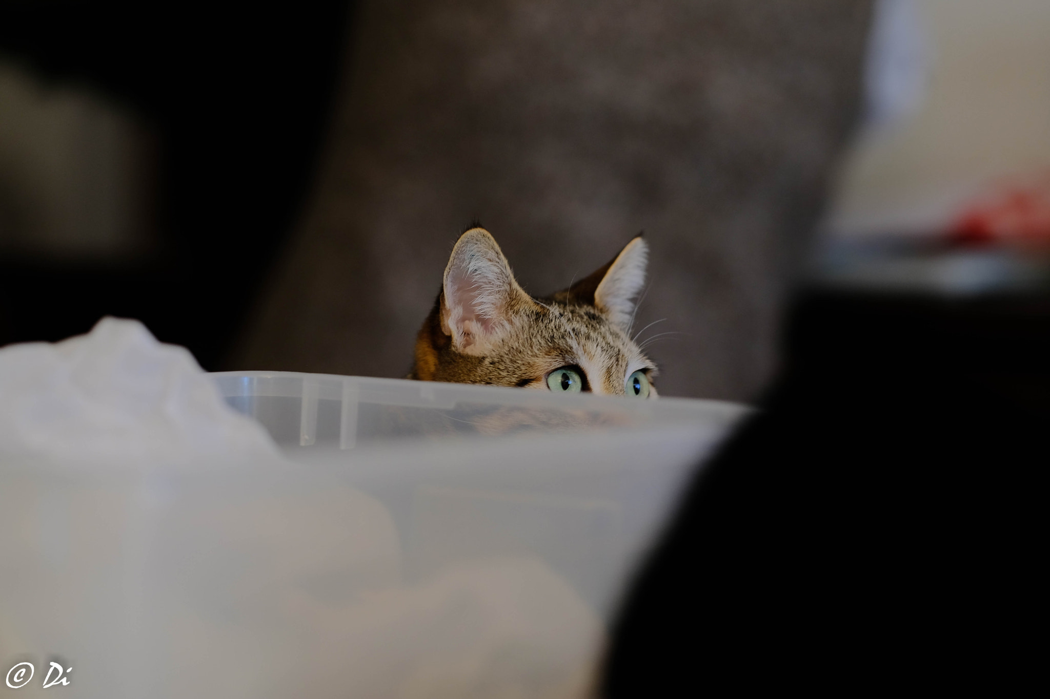 Fujifilm X-T2 + Fujifilm XF 90mm F2 R LM WR sample photo. Gatte photography