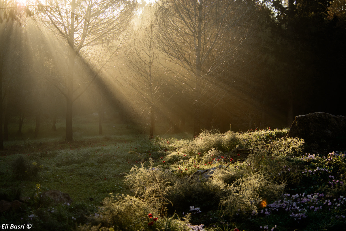 Nikon D800 sample photo. The forest photography