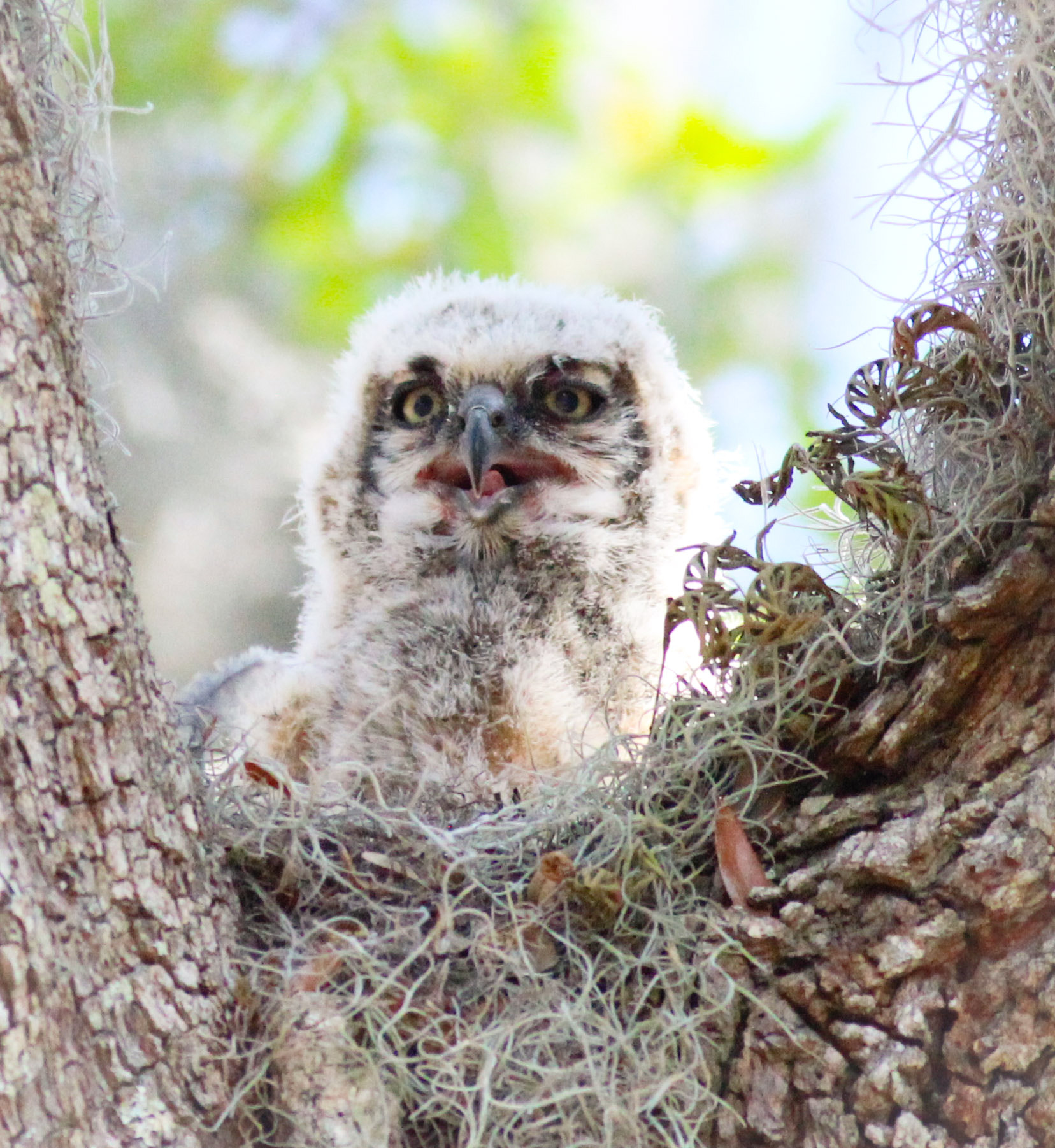 Canon EOS 600D (Rebel EOS T3i / EOS Kiss X5) + Canon EF 400mm F5.6L USM sample photo. Owlet photography