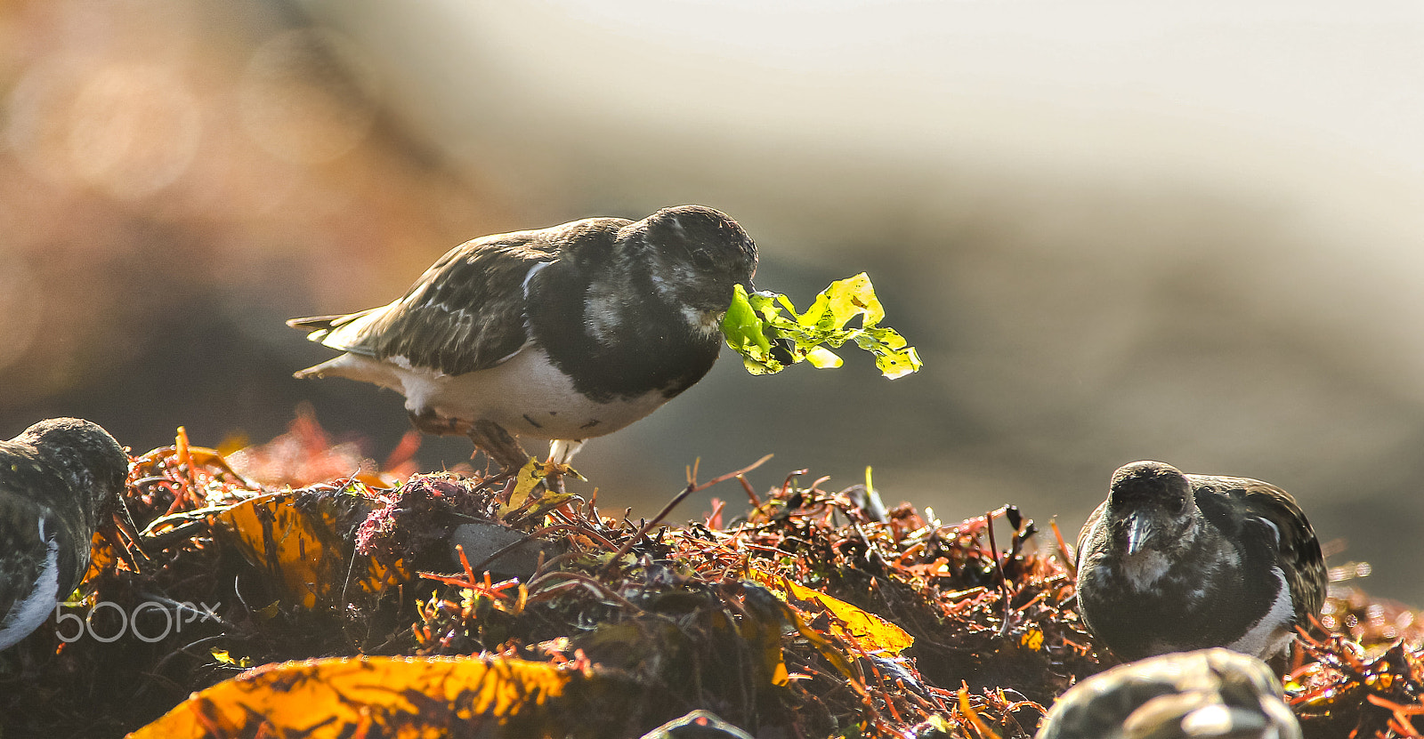 Canon EF 300mm f/2.8L + 1.4x sample photo. Tournepierre photography