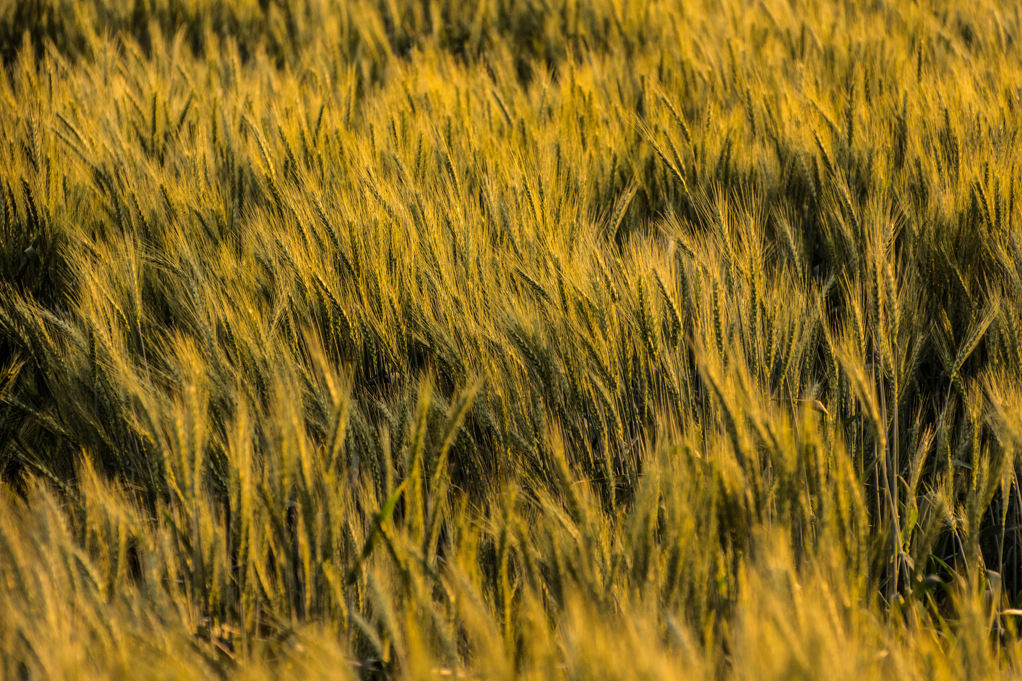 Nikon D7200 sample photo. Crop photography
