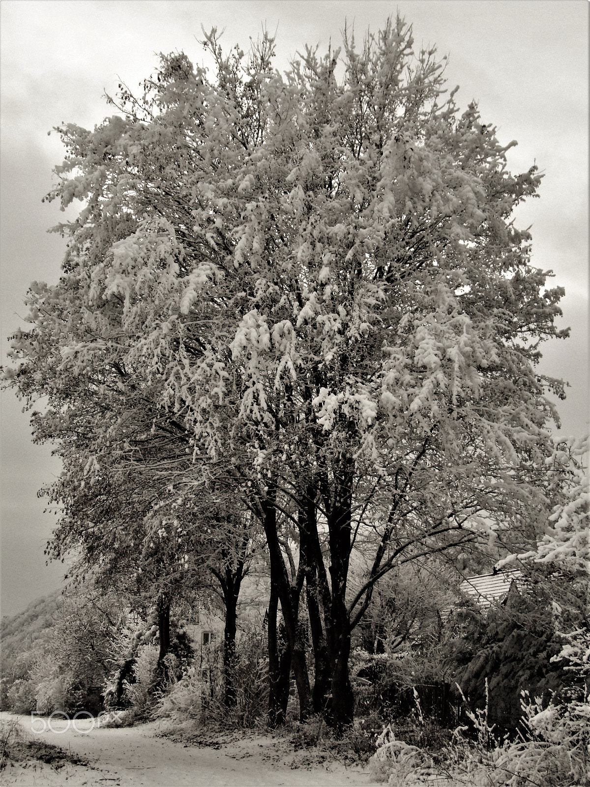 Fujifilm FinePix S9500 sample photo. Winter tree photography