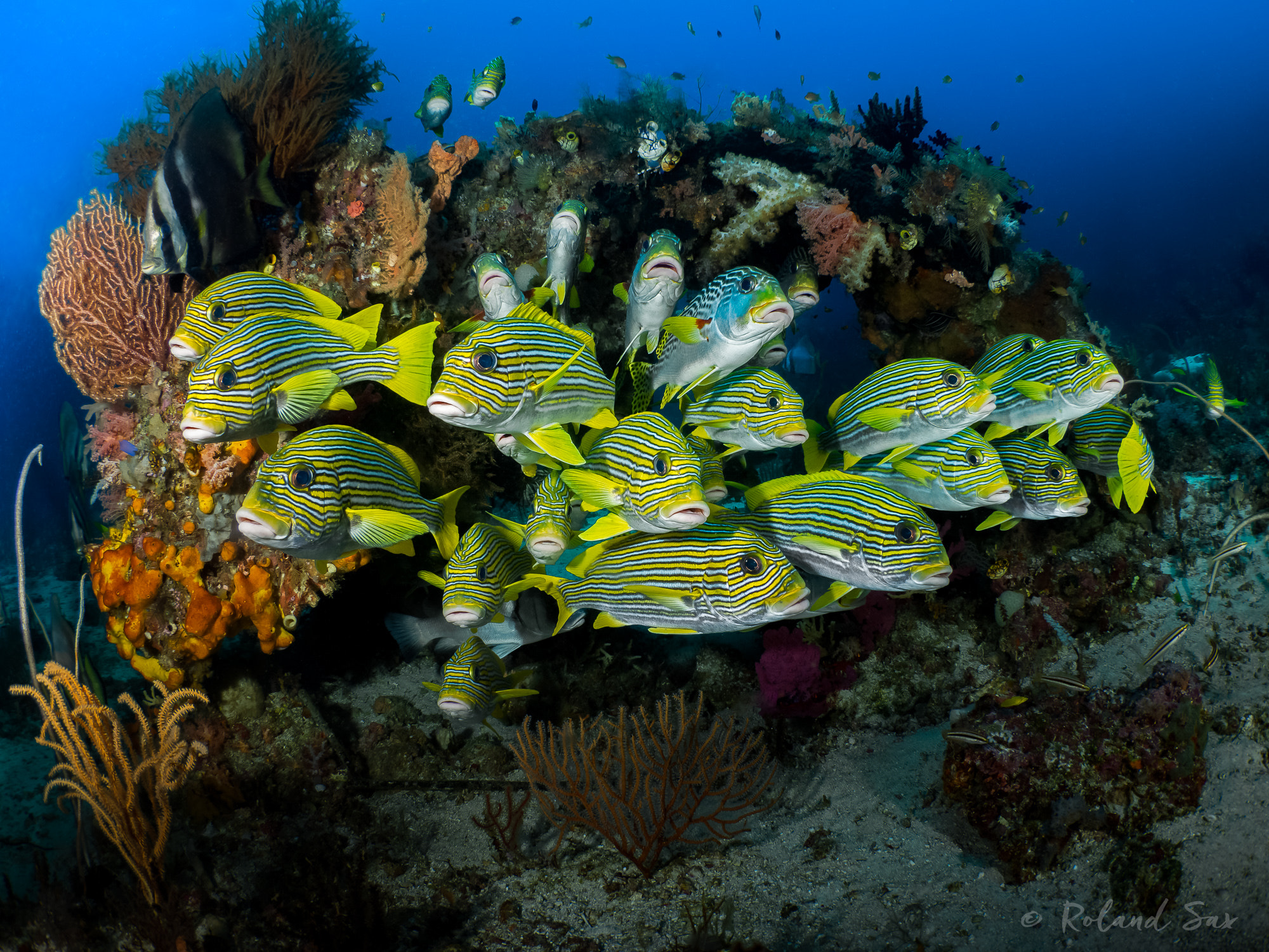 Olympus OM-D E-M5 + LUMIX G FISHEYE 8/F3.5 sample photo. Ribboned sweetlips (plectorhinchus polytaenia) photography