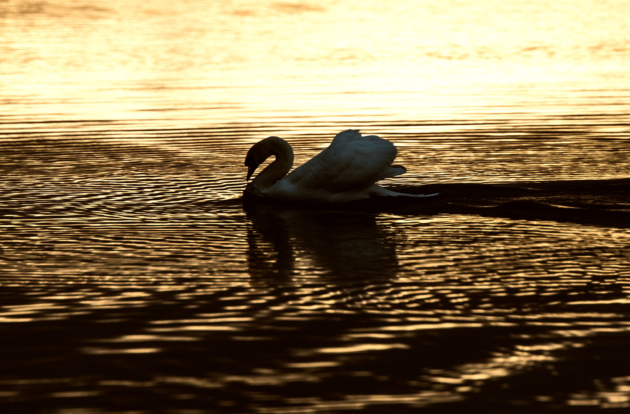 Tamron SP 70-200mm F2.8 Di VC USD sample photo. Golden evening photography