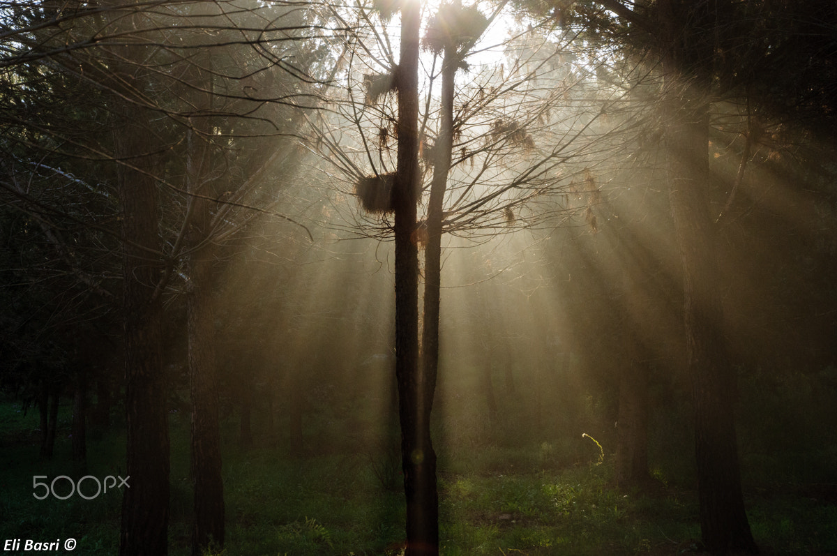 Nikon D300S sample photo. Rays of light photography