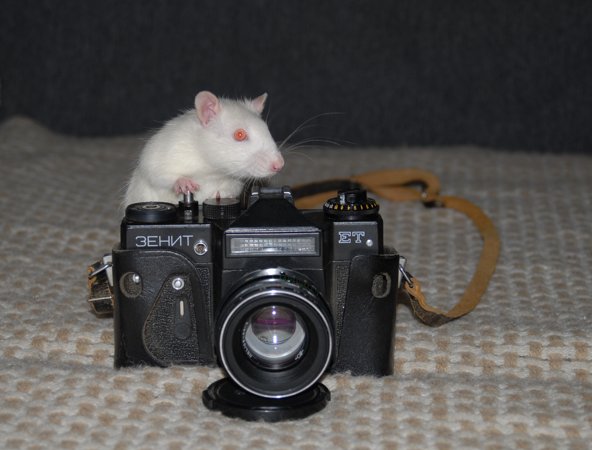 AF Zoom-Nikkor 28-80mm f/3.3-5.6G sample photo. My pet filming me) photography