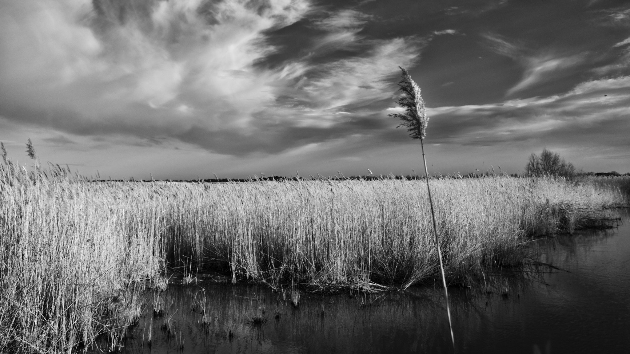 Pentax K-3 + smc PENTAX-DA L 18-55mm F3.5-5.6 AL WR sample photo. Reeds landscape photography