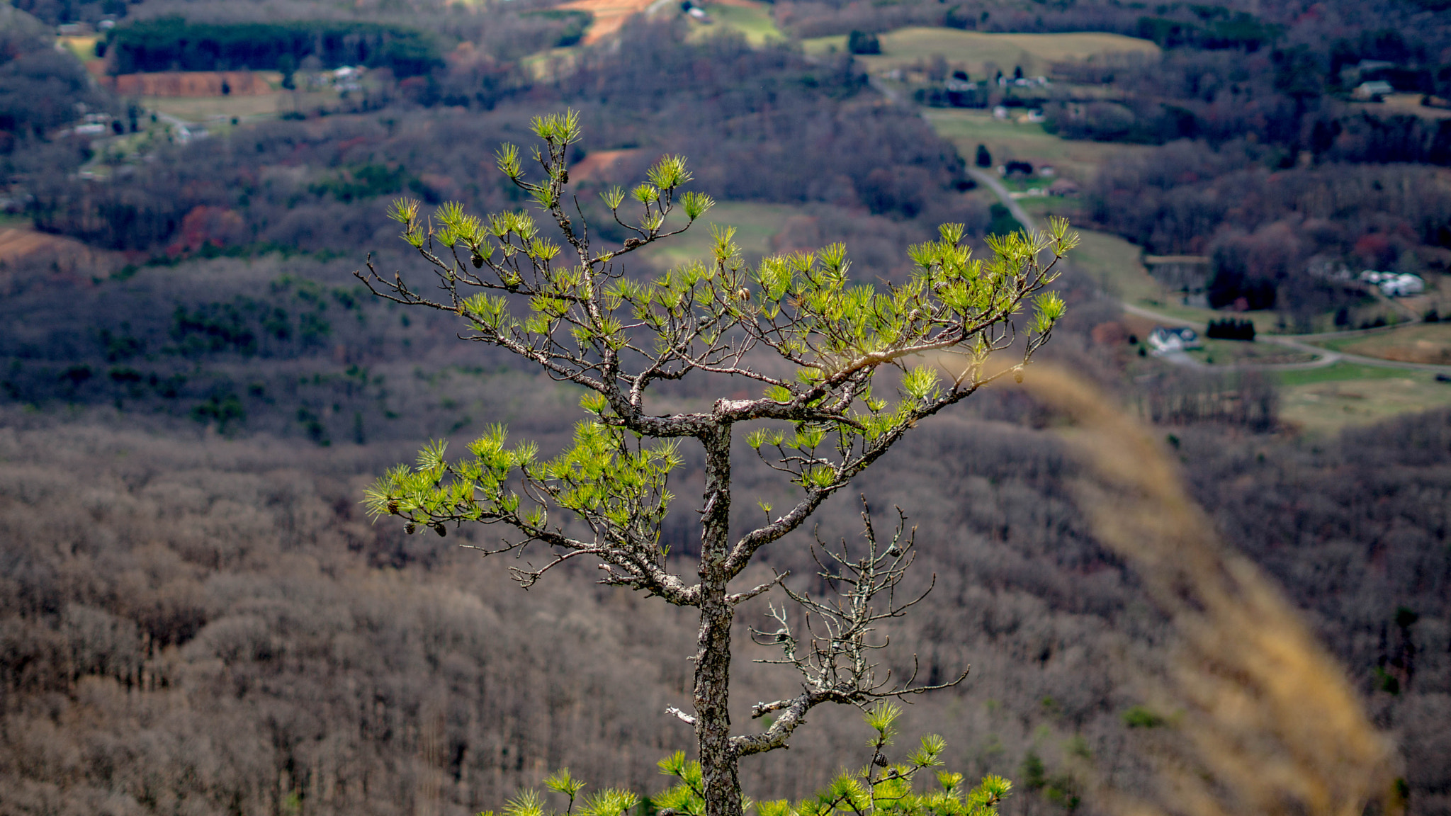 Sony FE 50mm F1.8 sample photo. Pilot mount photography