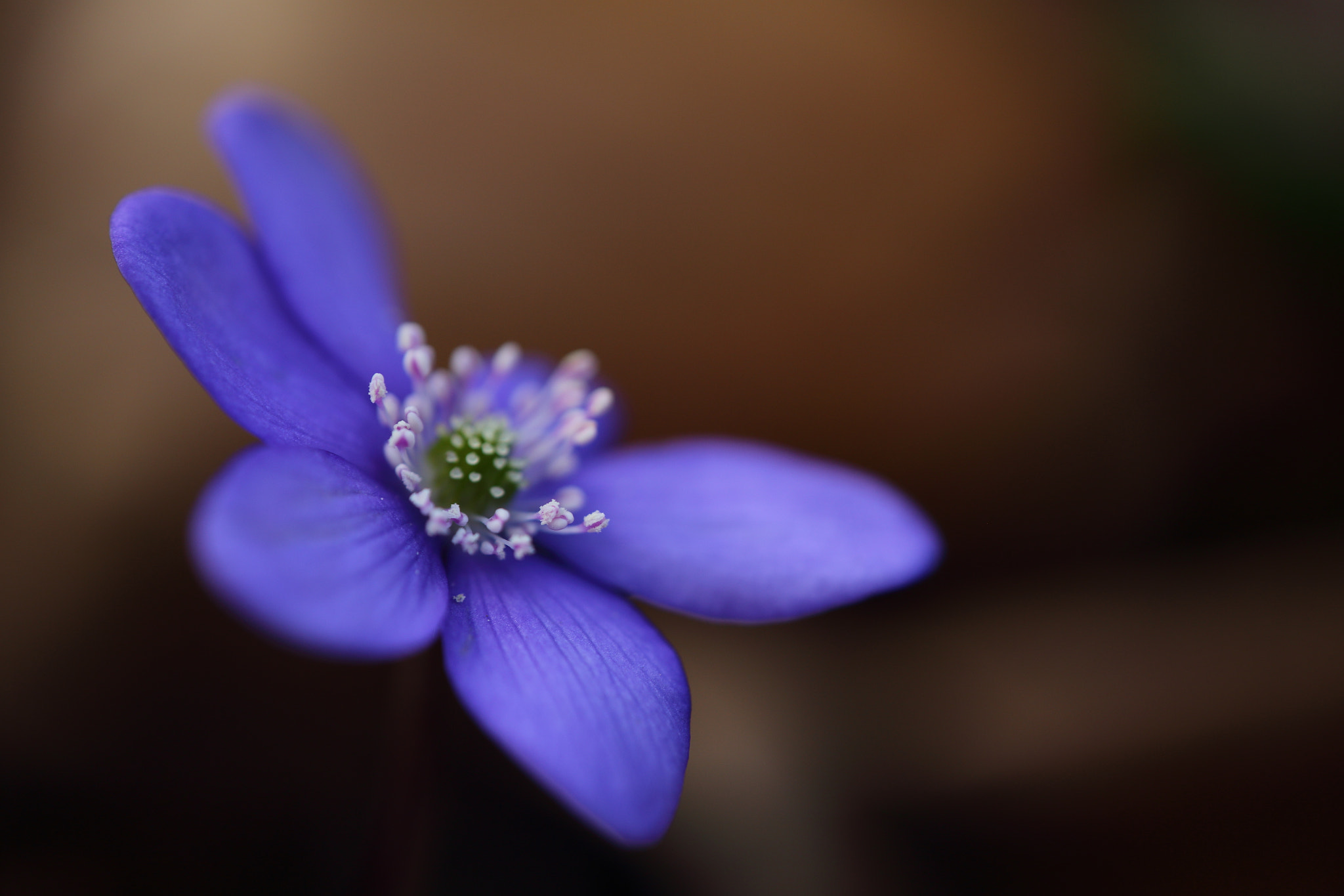 Sigma APO Macro 150mm f/2.8 EX DG HSM sample photo. Leberblümchen photography