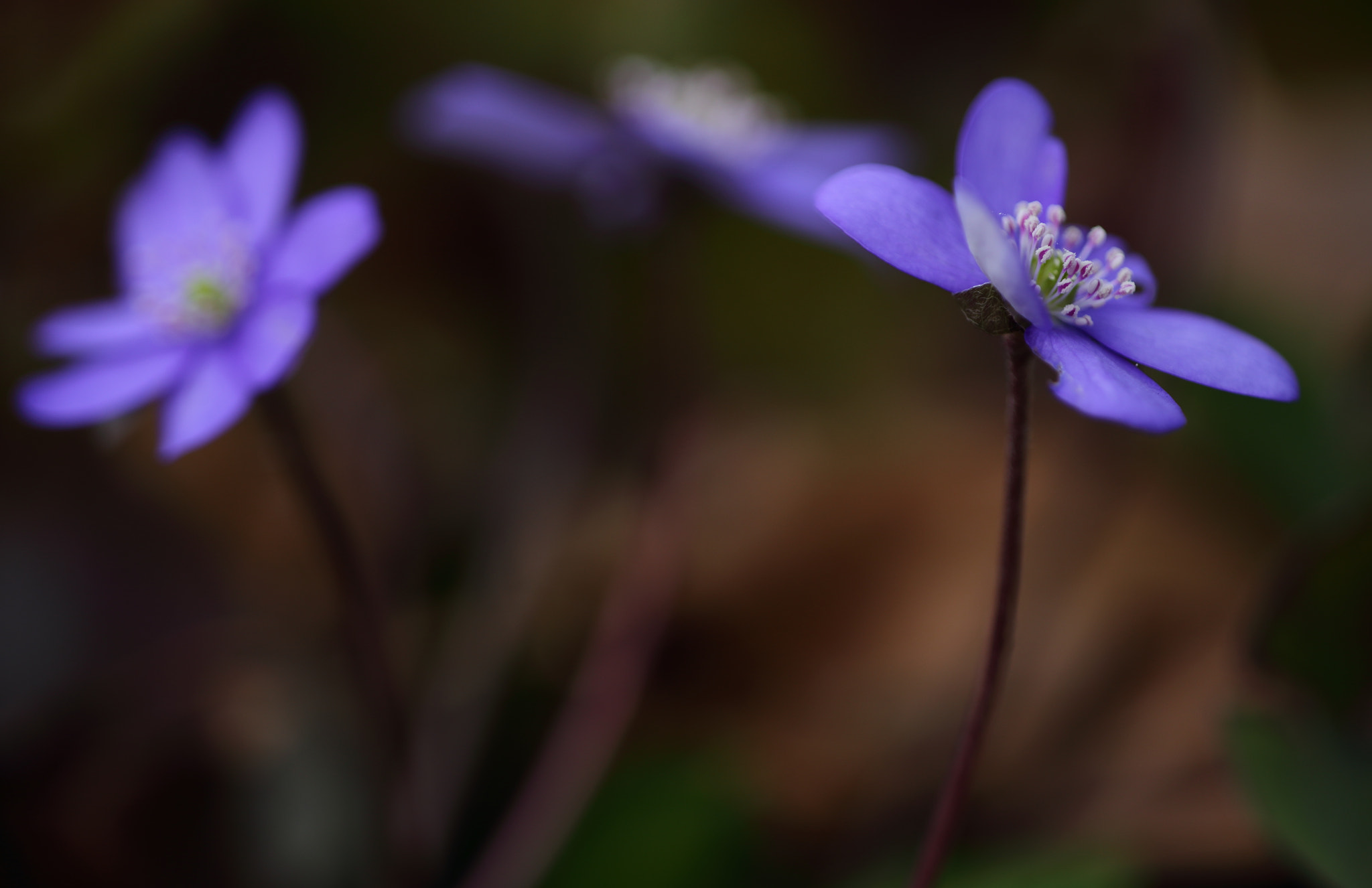 Sigma APO Macro 150mm f/2.8 EX DG HSM sample photo. Leberblümchen photography