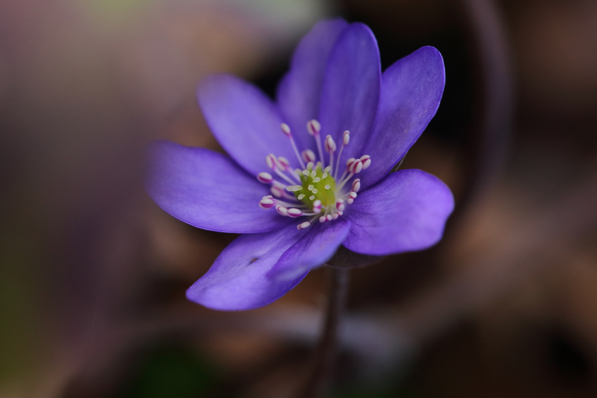 Sigma APO Macro 150mm f/2.8 EX DG HSM sample photo. Leberblümchen photography