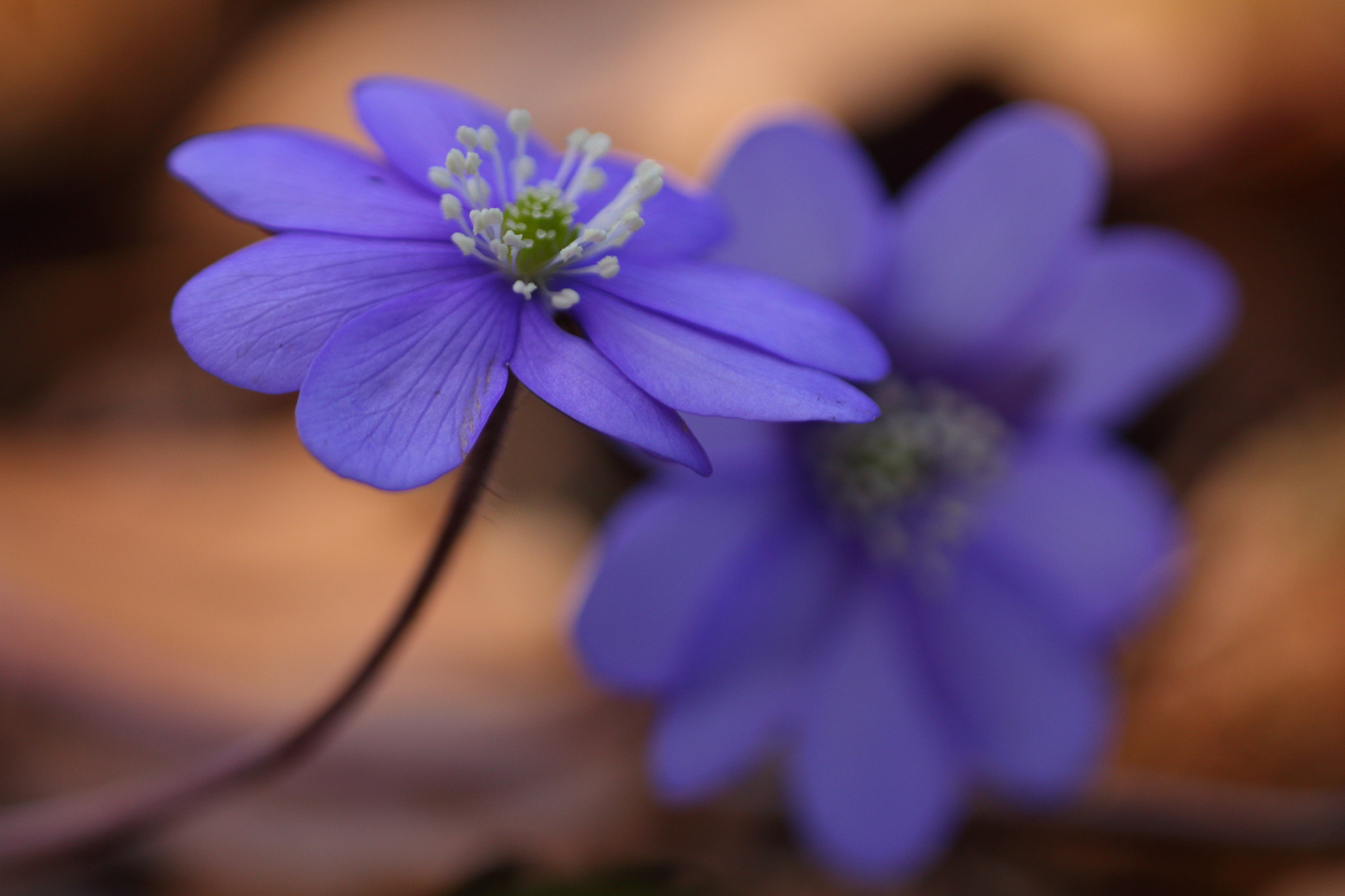 Sigma APO Macro 150mm f/2.8 EX DG HSM sample photo. Leberblümchen photography