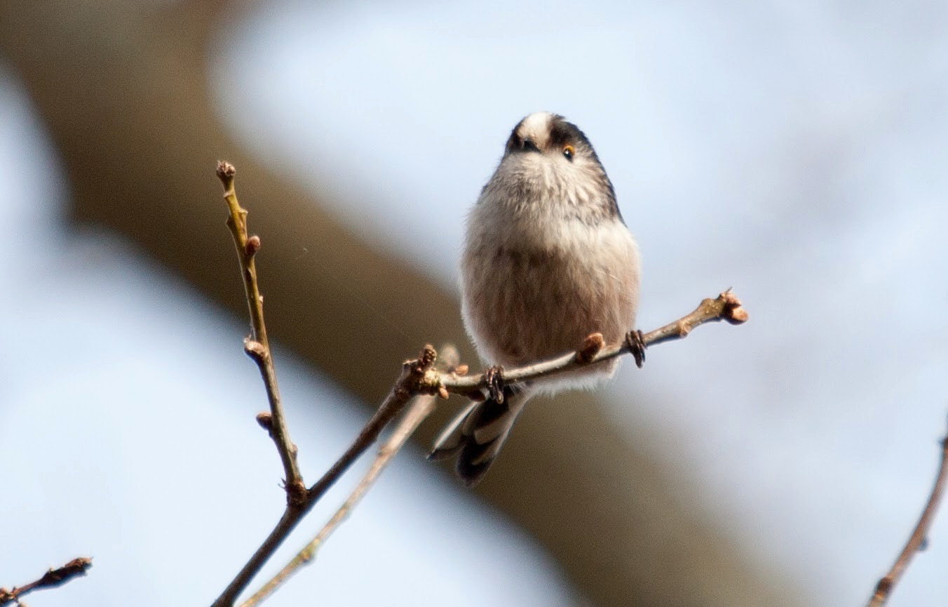 Canon EOS 5D Mark II sample photo. Little longtailed tit photography