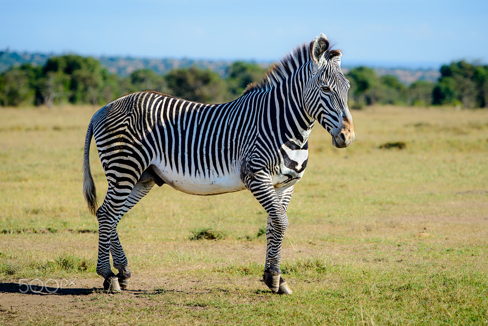 Nikon D800 sample photo. Grévy's zebra photography
