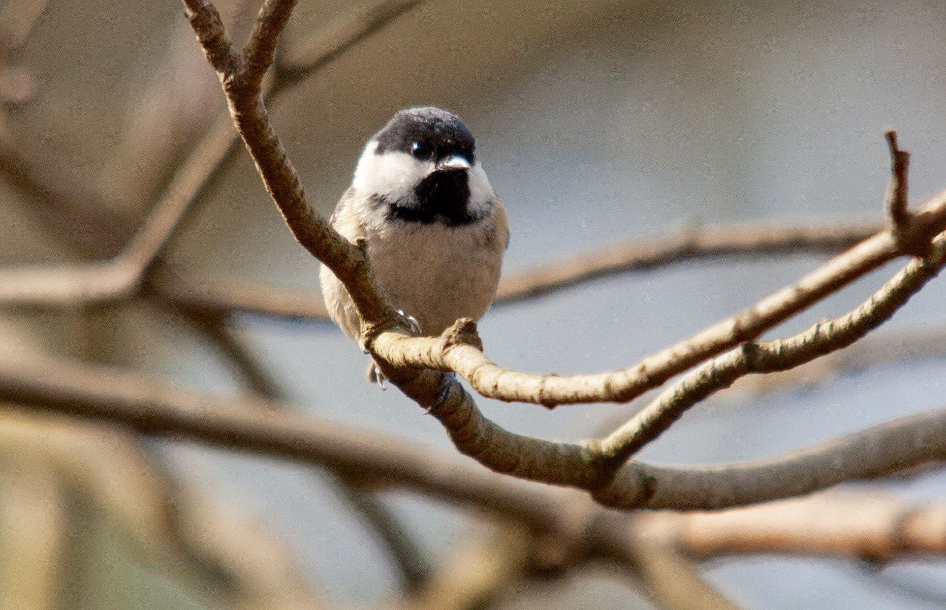 Canon EOS 5D Mark II + Sigma 150-500mm F5-6.3 DG OS HSM sample photo. Little coal tit photography