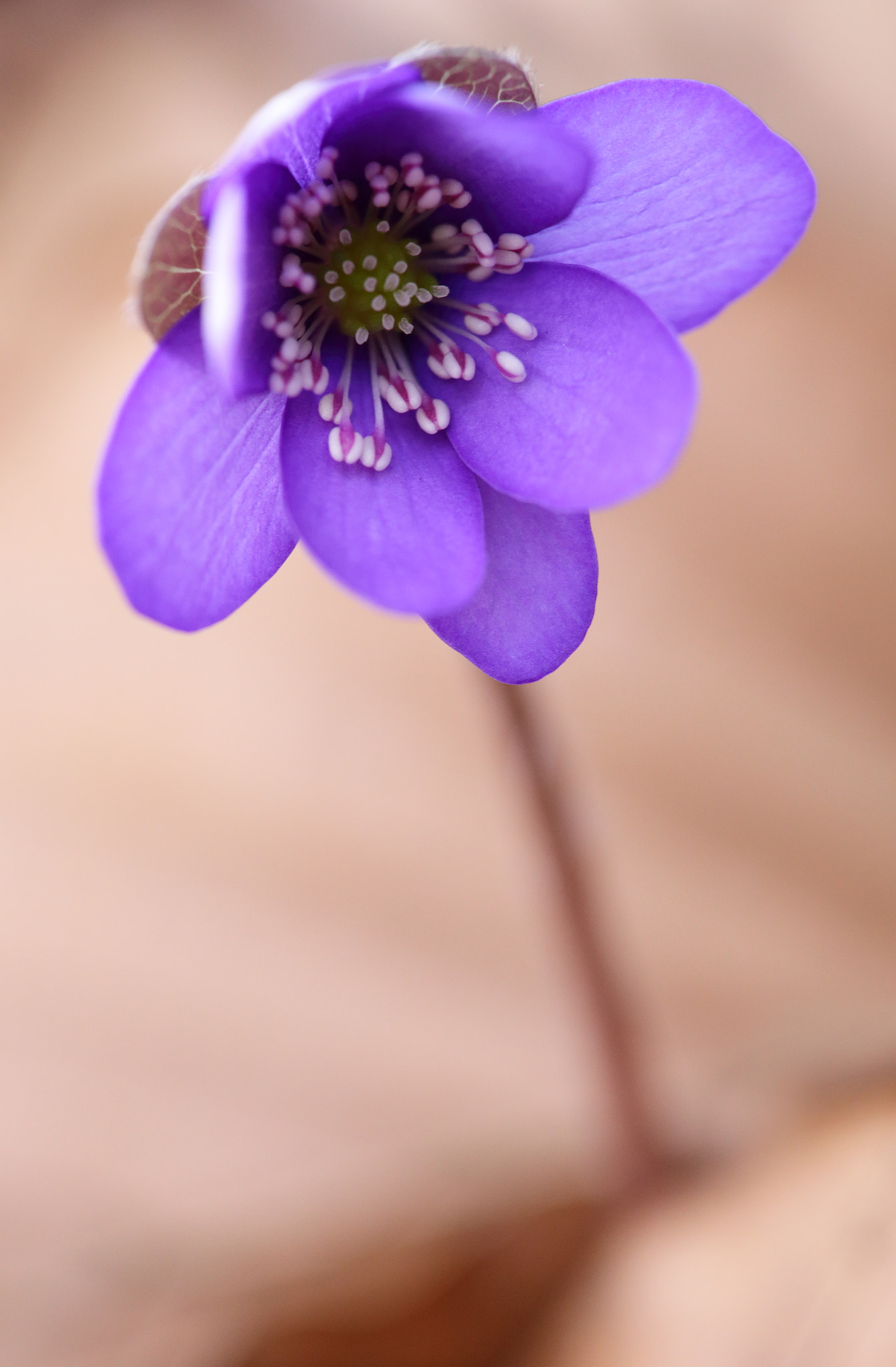 Sigma APO Macro 150mm f/2.8 EX DG HSM sample photo. Leberblümchen photography