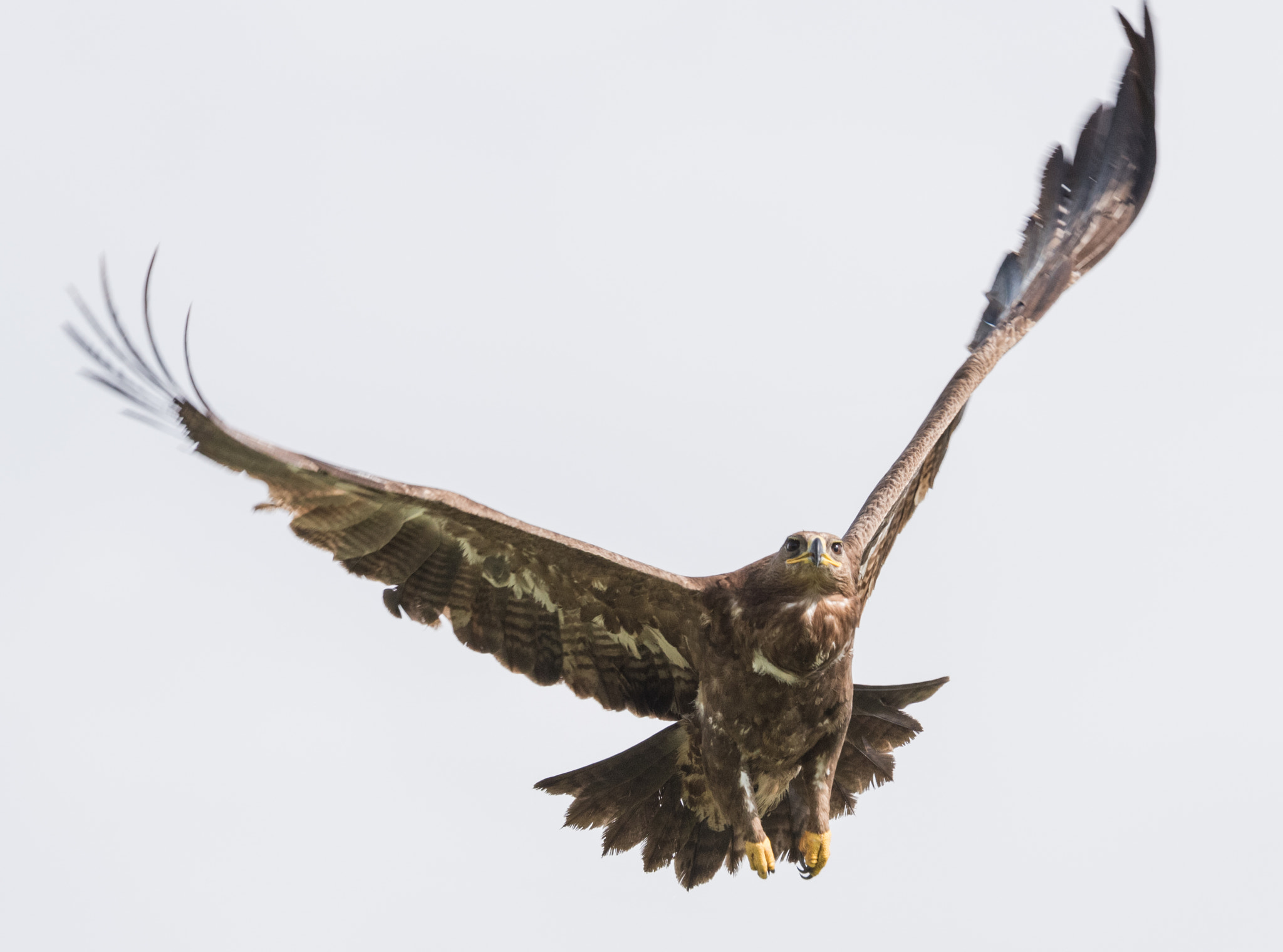 Sigma 150-600mm F5-6.3 DG OS HSM | S sample photo. _dsc5139-1.jpg photography