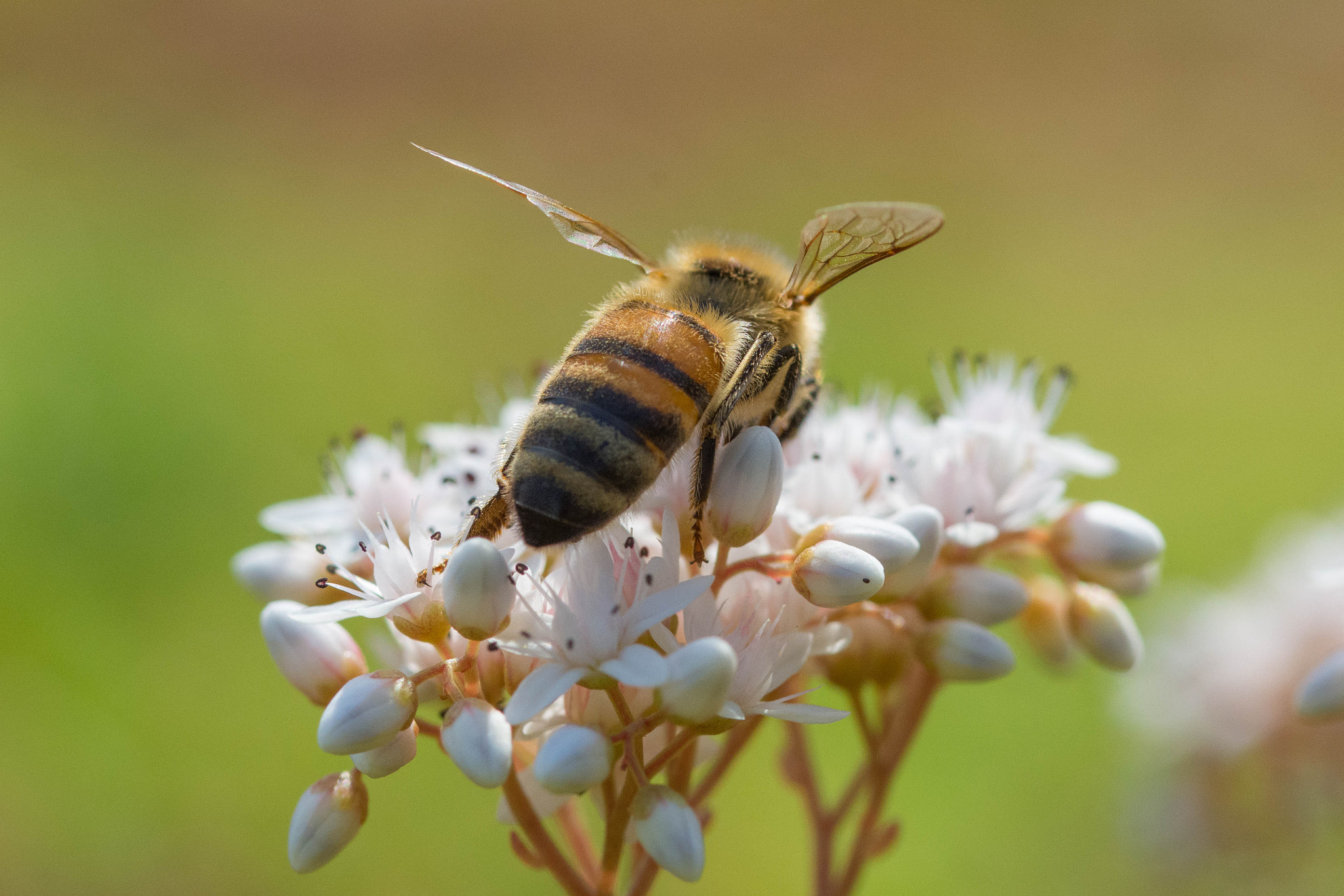 Sigma 105mm F2.8 EX DG OS HSM sample photo. Another bee in white photography