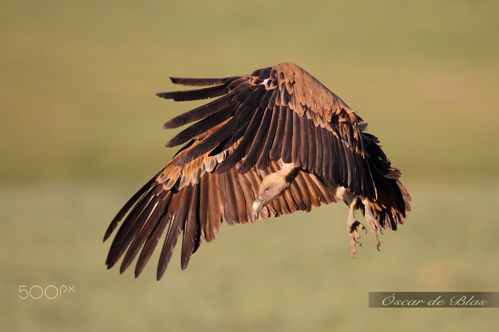 Canon EF 400mm f/2.8L sample photo. Griffon landing over carrion. photography