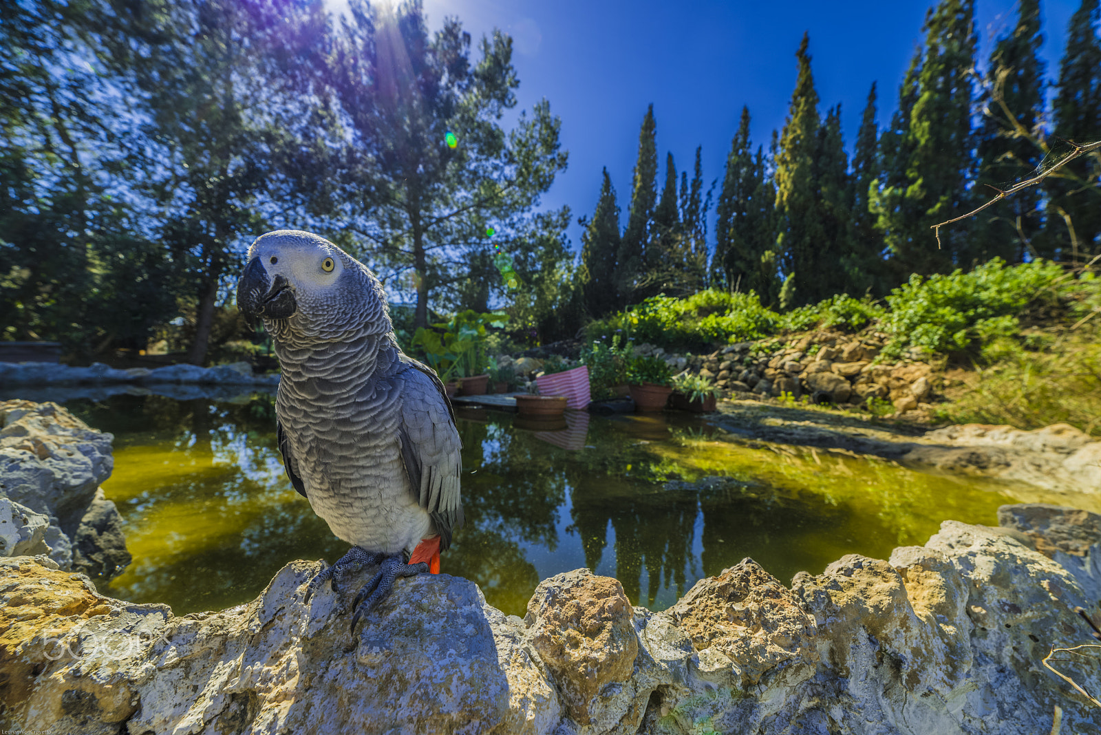 Nikon D610 + Samyang 14mm F2.8 ED AS IF UMC sample photo. Fred, the crazy savage parrot. photography