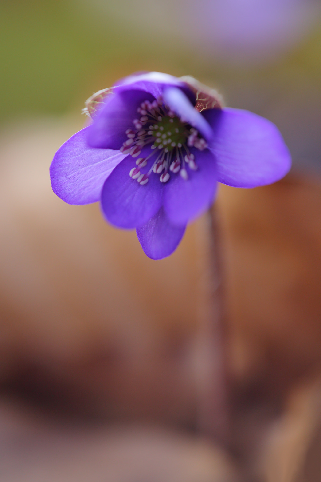 Sigma APO Macro 150mm f/2.8 EX DG HSM sample photo. Leberblümchen photography