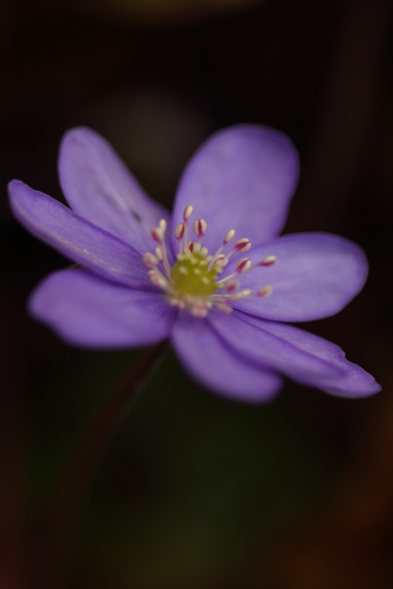 Sigma APO Macro 150mm f/2.8 EX DG HSM sample photo. Leberblümchen photography