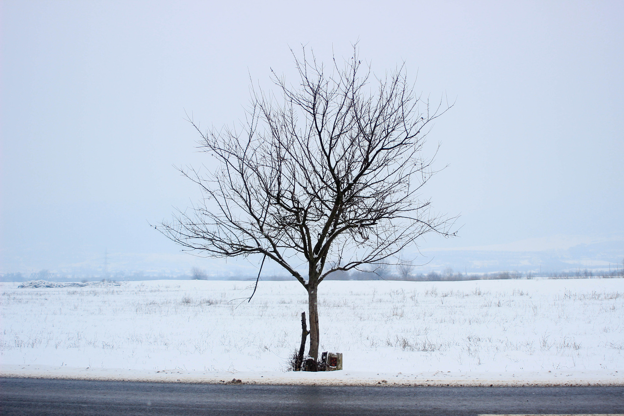 Canon EF 28-80mm f/3.5-5.6 sample photo. Single. photography