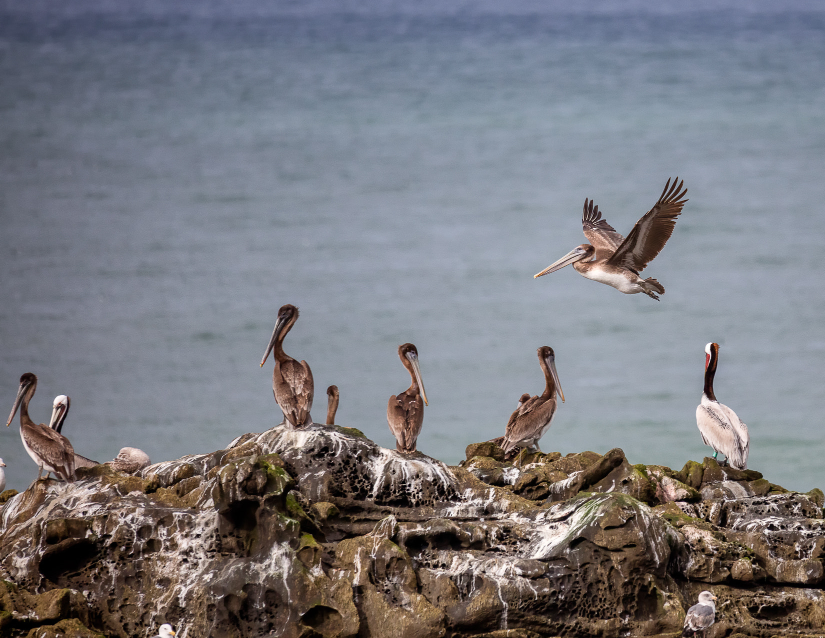 Canon EOS 5DS sample photo. Pelicans on pigeon island photography
