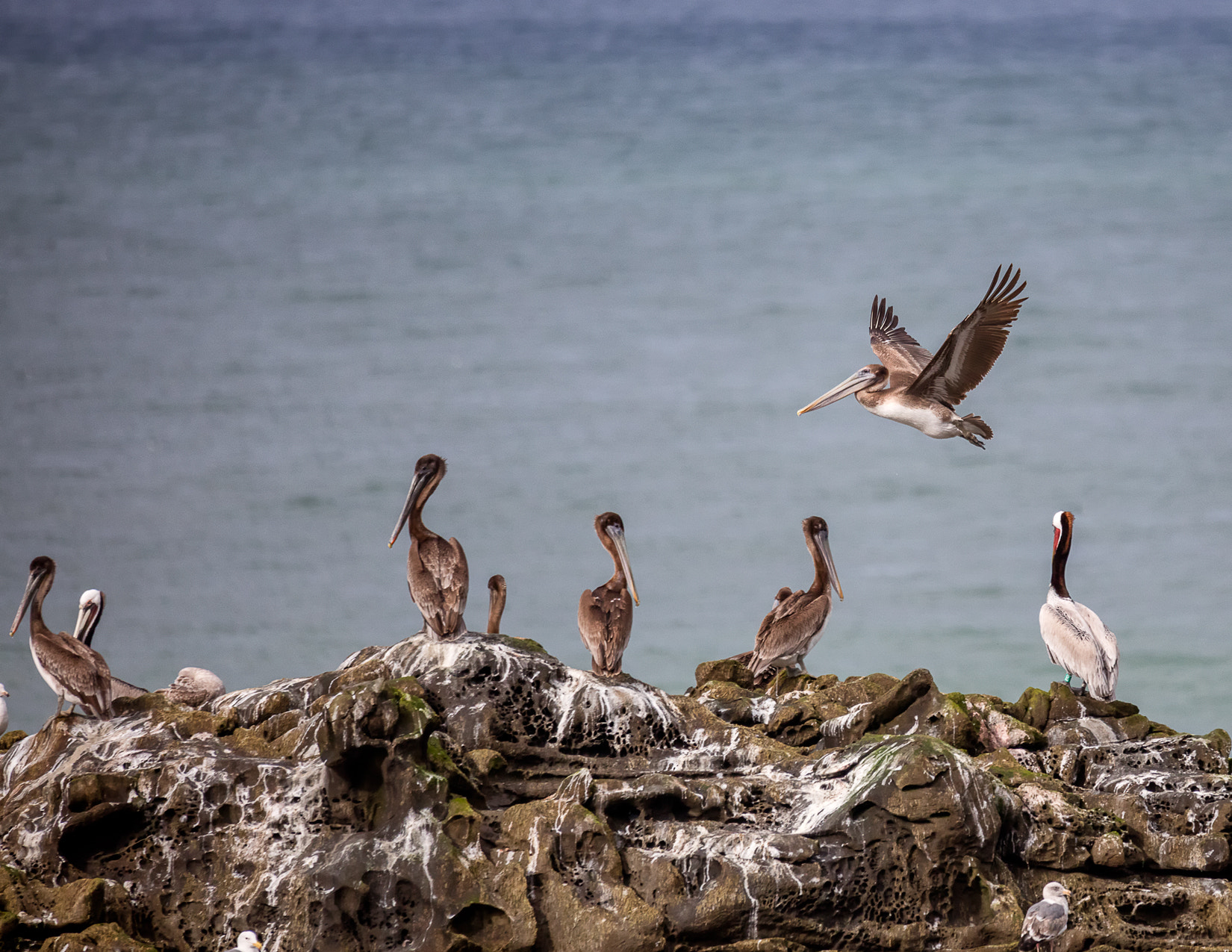 150-600mm F5-6.3 DG OS HSM | Sports 014 sample photo. Pelicans on pigeon island photography