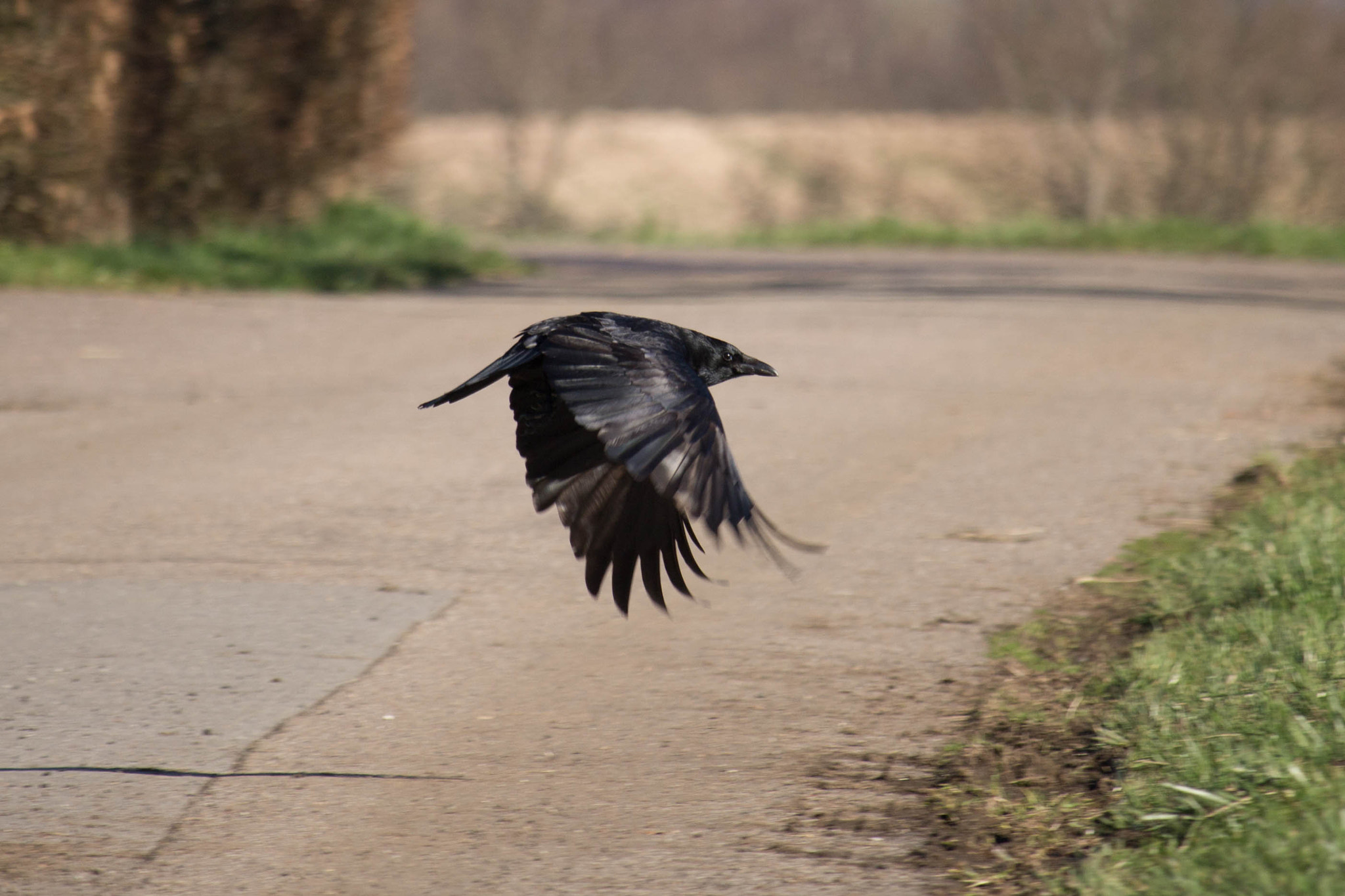 Canon EF-S 55-250mm F4-5.6 IS STM sample photo. Kowe photography