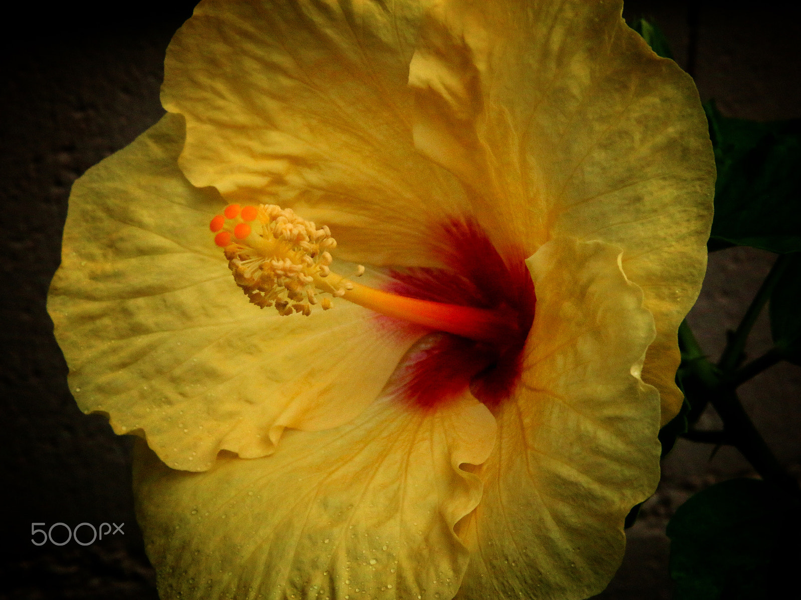 Canon EOS 70D sample photo. Maui flower photography