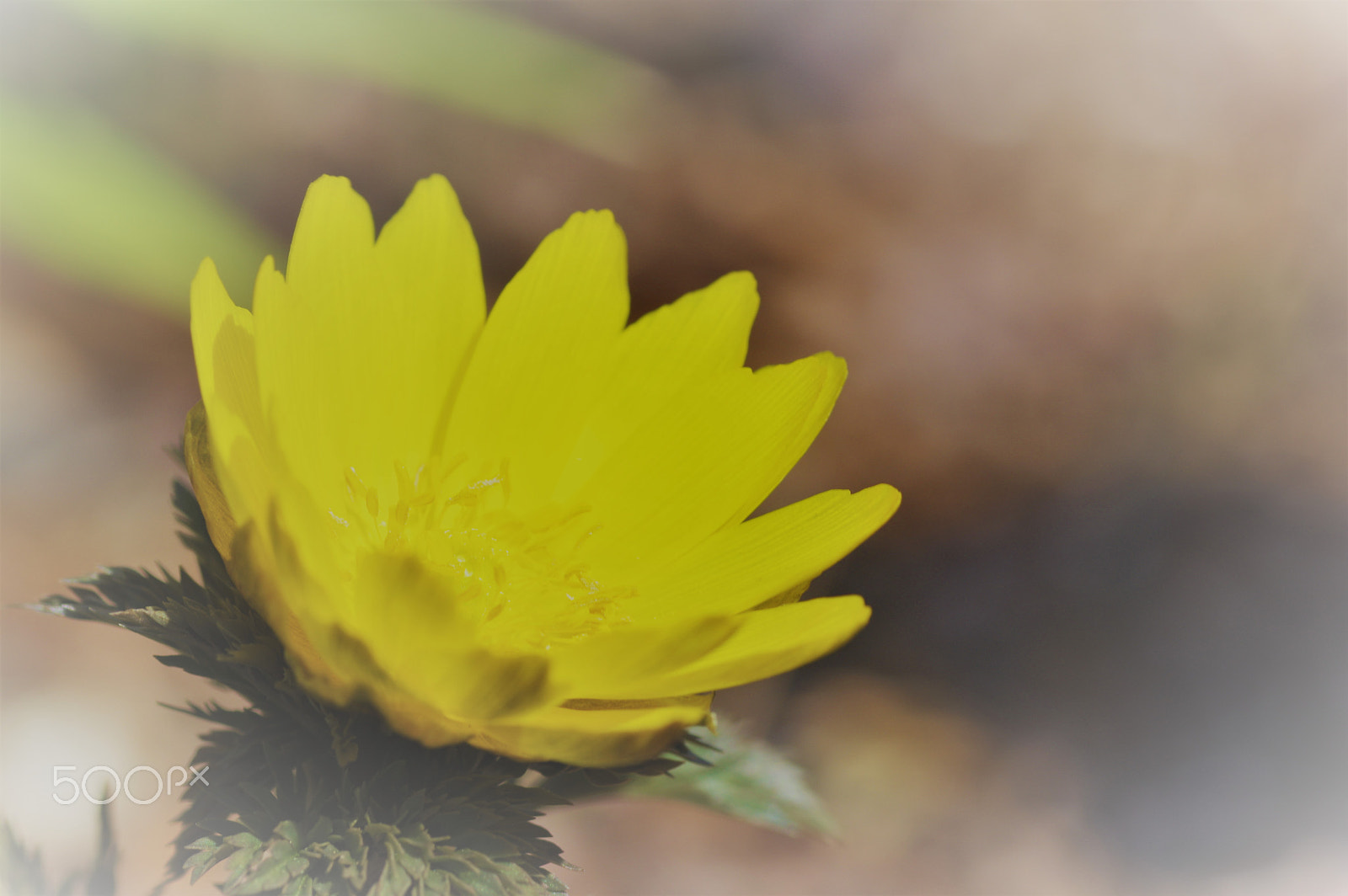 Tamron SP AF 90mm F2.8 Di Macro sample photo. So tender photography