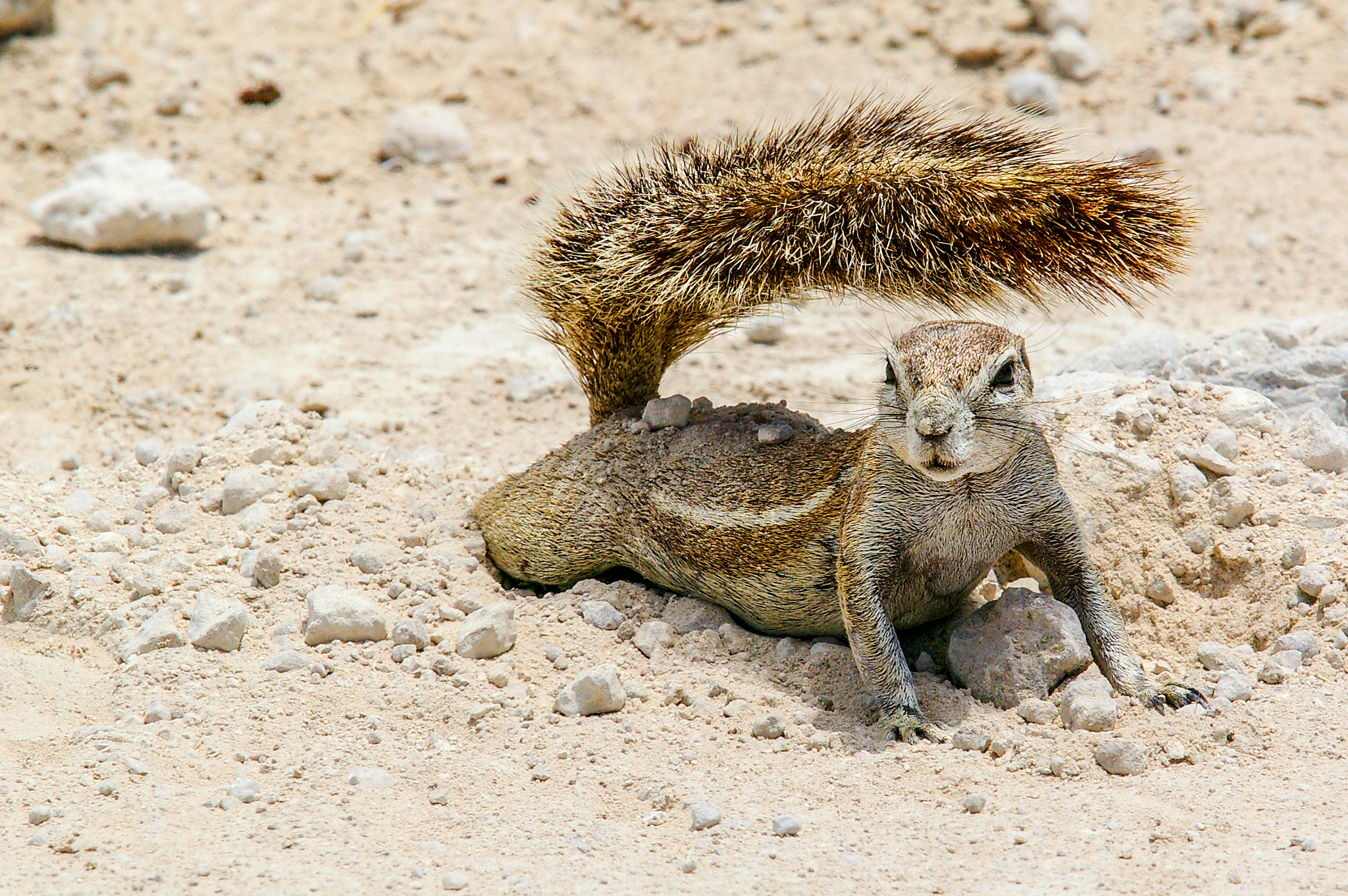 Pentax K100D + Sigma EX APO 100-300mm F4 IF sample photo. Squirrel photography