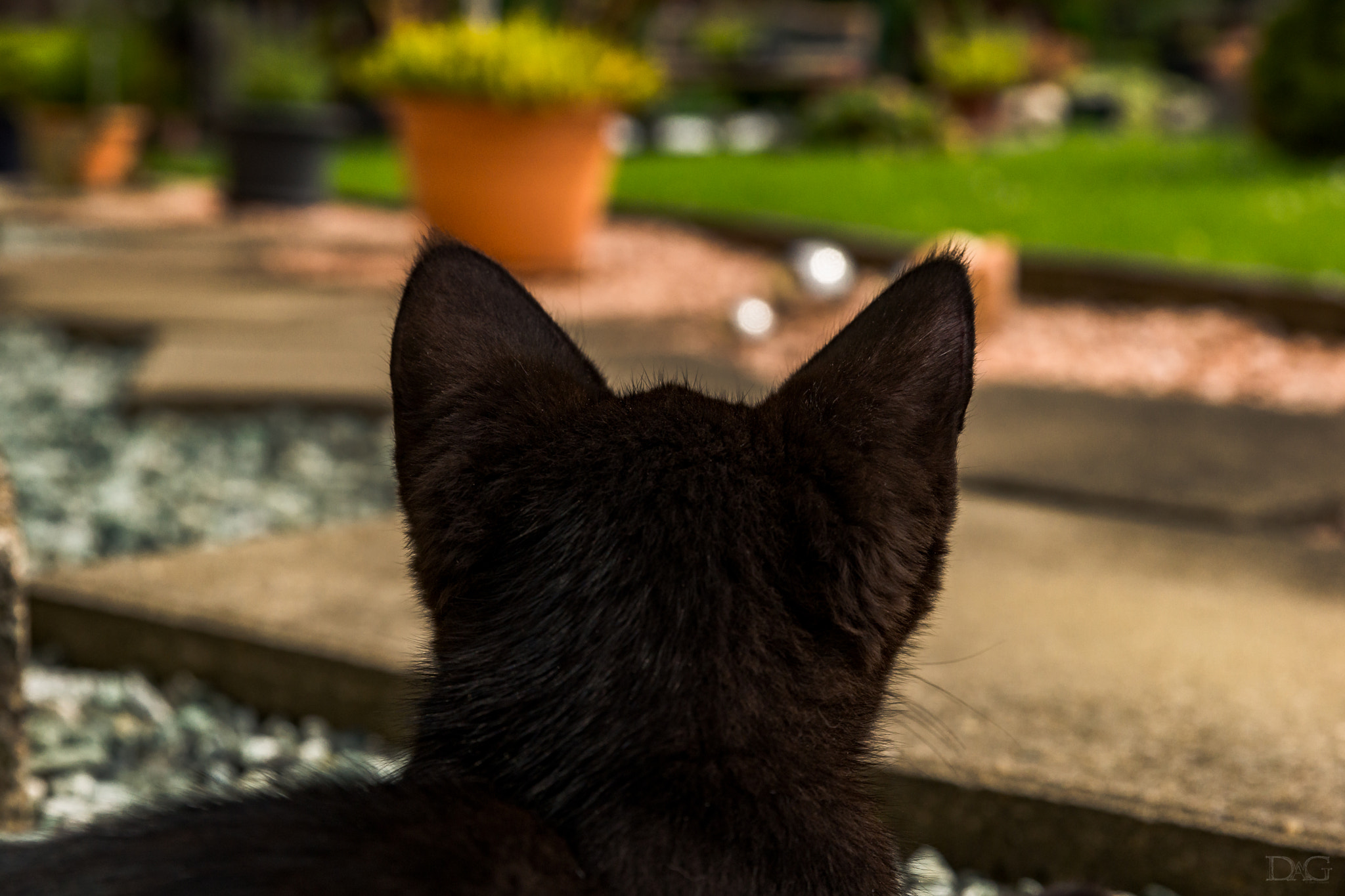Sony a99 II + Tamron SP 24-70mm F2.8 Di VC USD sample photo. Katze - 07 photography