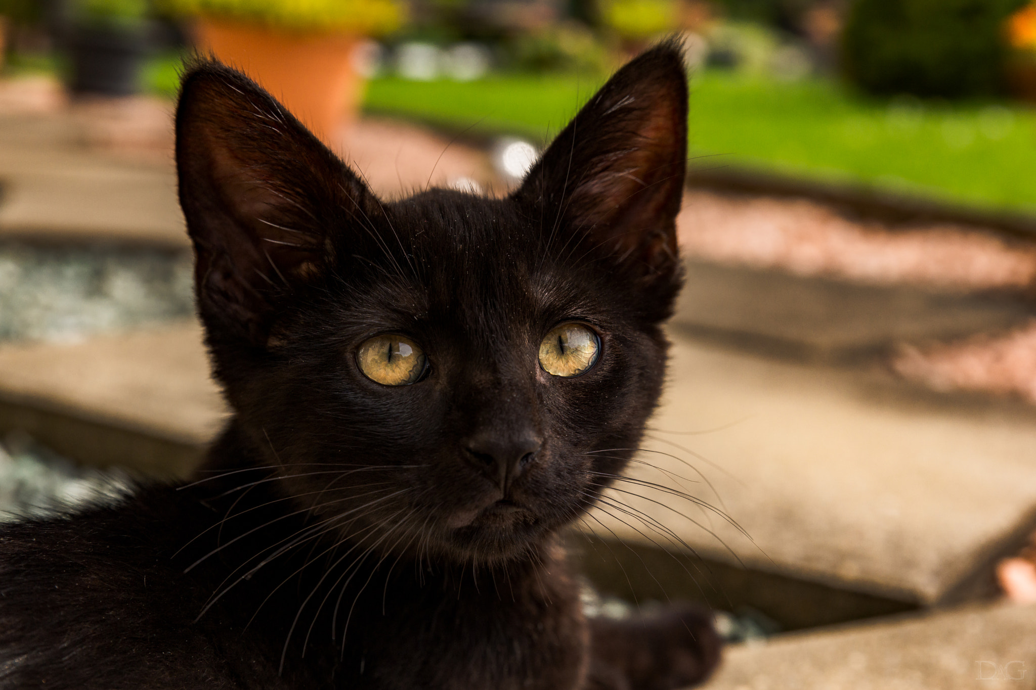 Tamron SP 24-70mm F2.8 Di VC USD sample photo. Katze - 09 photography