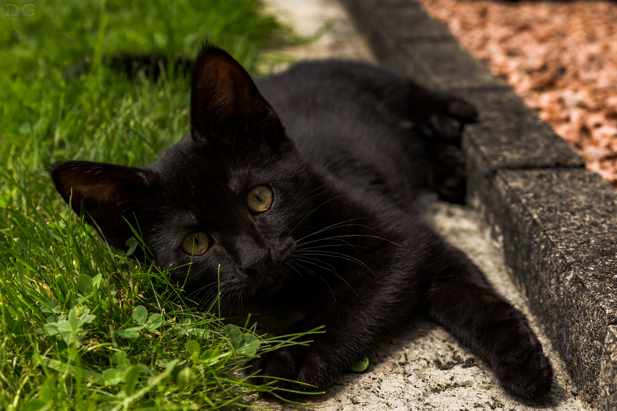 Sony a99 II + Tamron SP 24-70mm F2.8 Di VC USD sample photo. Katze - 10 photography