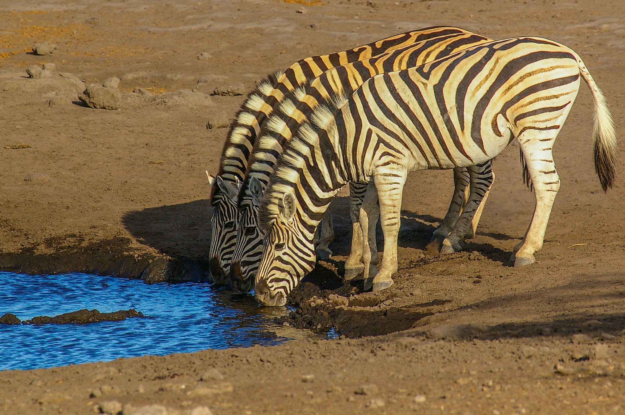 Pentax K100D sample photo. Zebras drinking photography