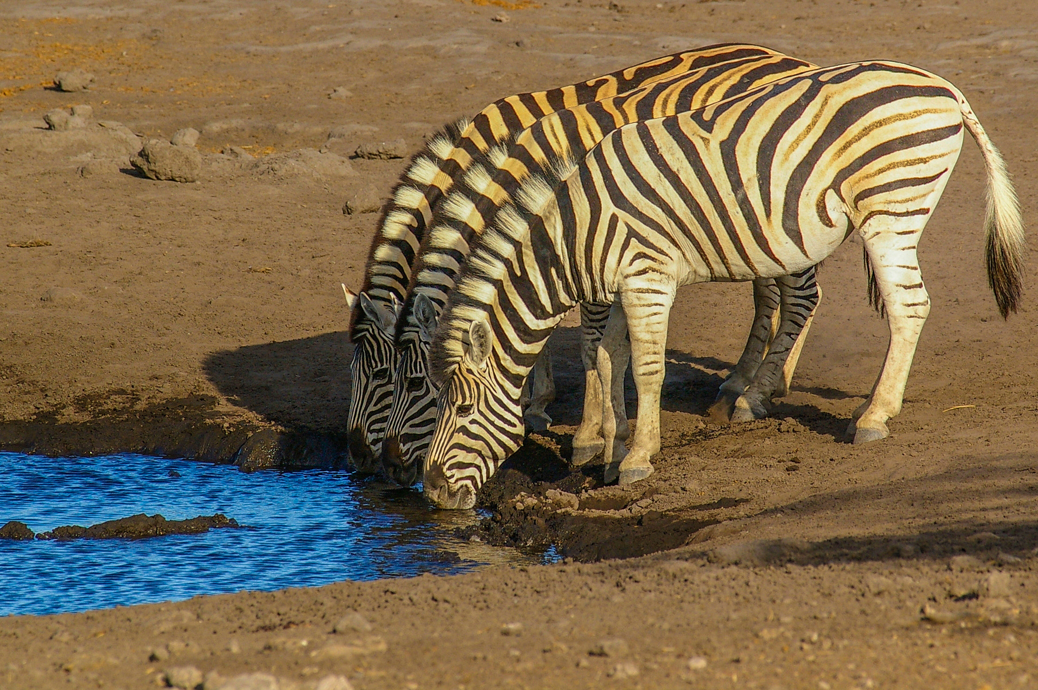 Pentax K100D + Sigma EX APO 100-300mm F4 IF sample photo. Zebras drinking photography