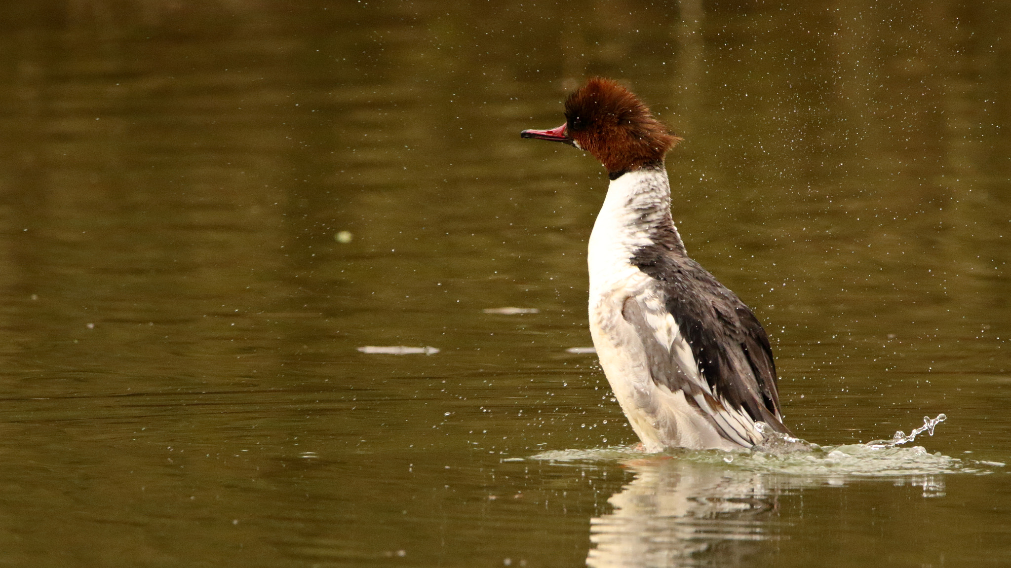 Sigma 150-600mm F5-6.3 DG OS HSM | C sample photo. Harle bièvre photography