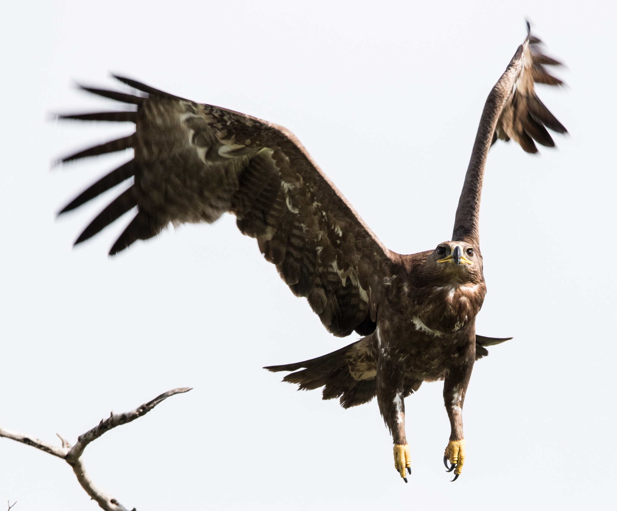 Sigma 150-600mm F5-6.3 DG OS HSM | S sample photo. Dsc photography