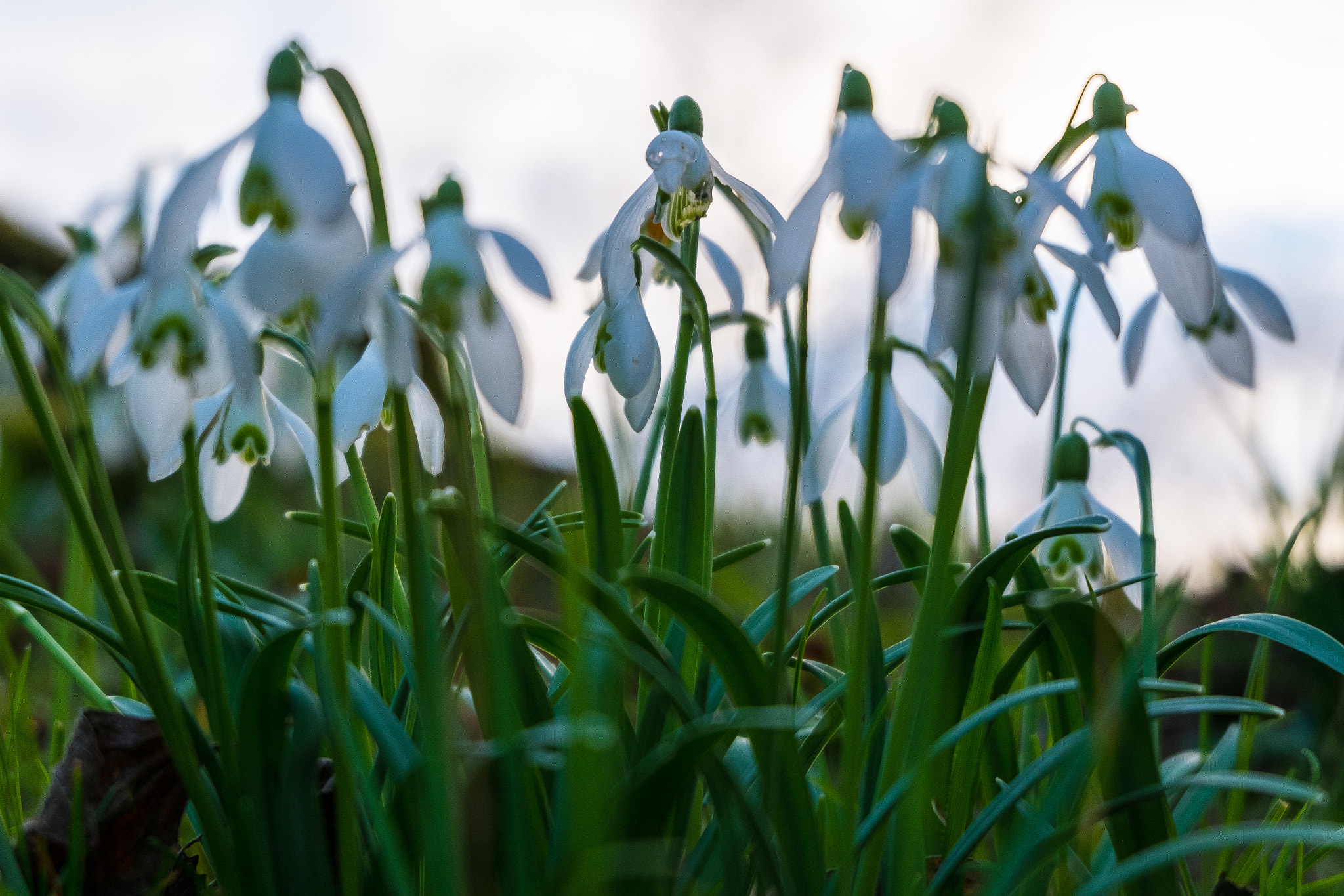 Fujifilm XC 16-50mm F3.5-5.6 OIS sample photo. Spring is near photography