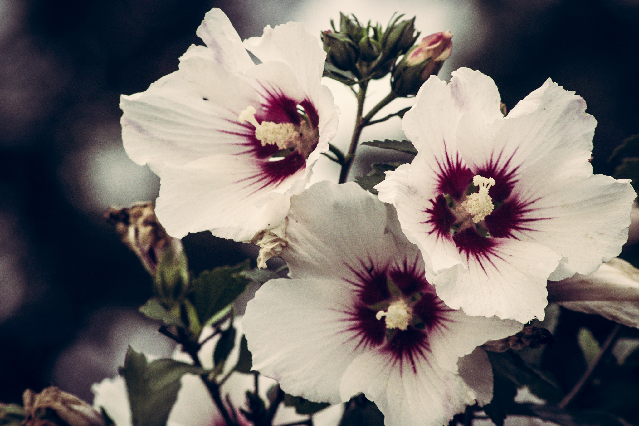 Canon EOS 60D sample photo. Last summer blossom photography