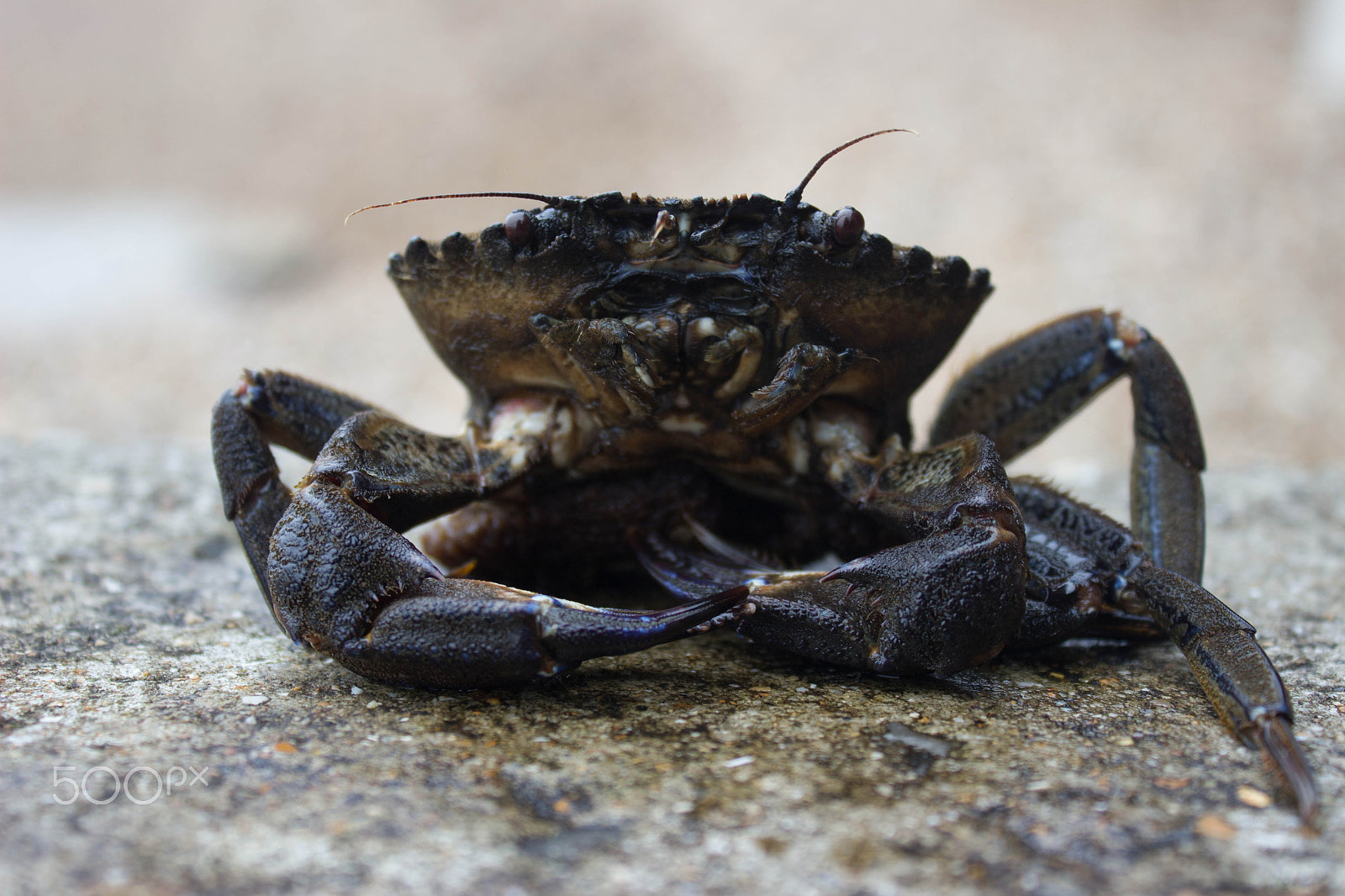 Canon EF-S 18-55mm F3.5-5.6 IS sample photo. Relaxing crab photography