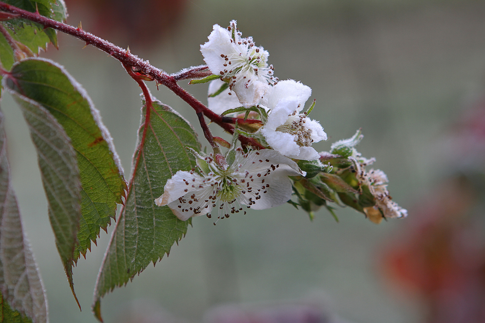 Canon EOS 7D + Canon EF 24-70mm F2.8L USM sample photo. Winter touch photography