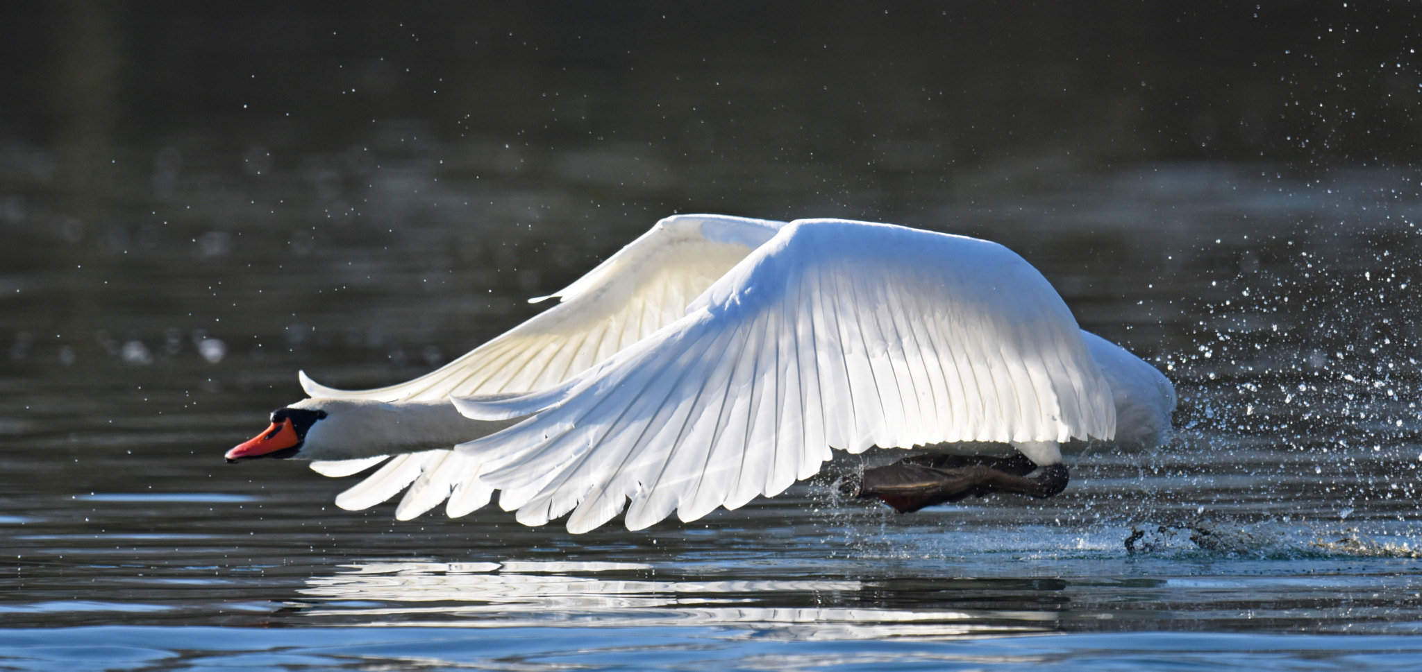Nikon AF-S Nikkor 600mm F4G ED VR sample photo. Mute swan photography
